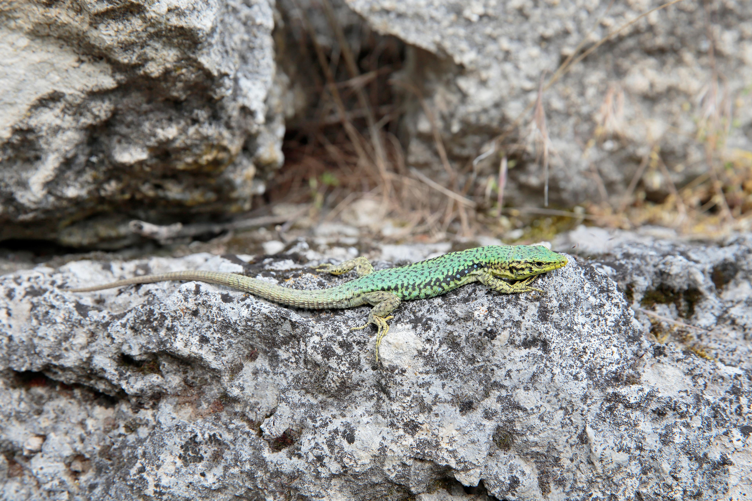Ящерица Линдхольма, Крым