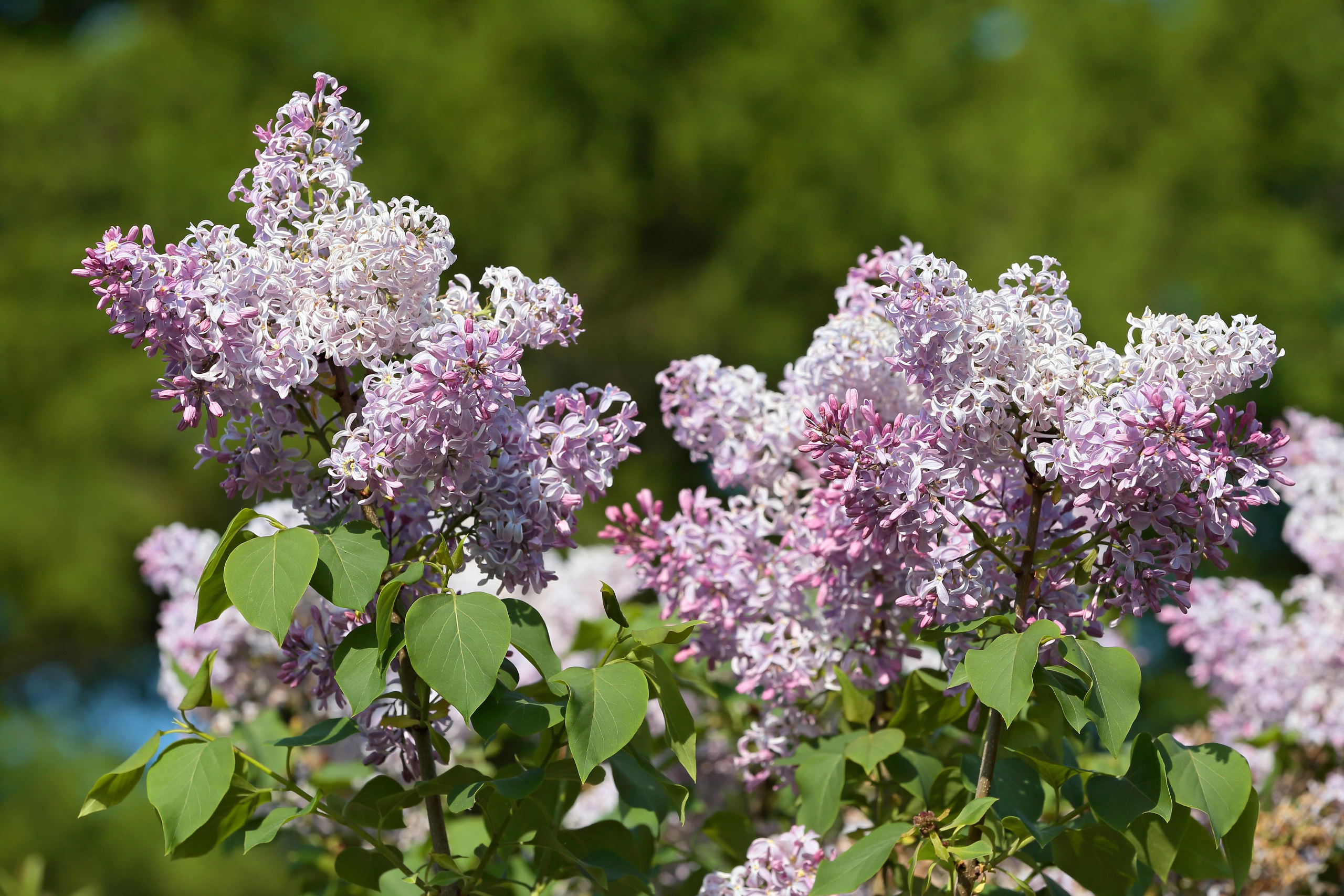 Фотографии сирени. Попов.фото — Предметная фотостудия в Новой Москве