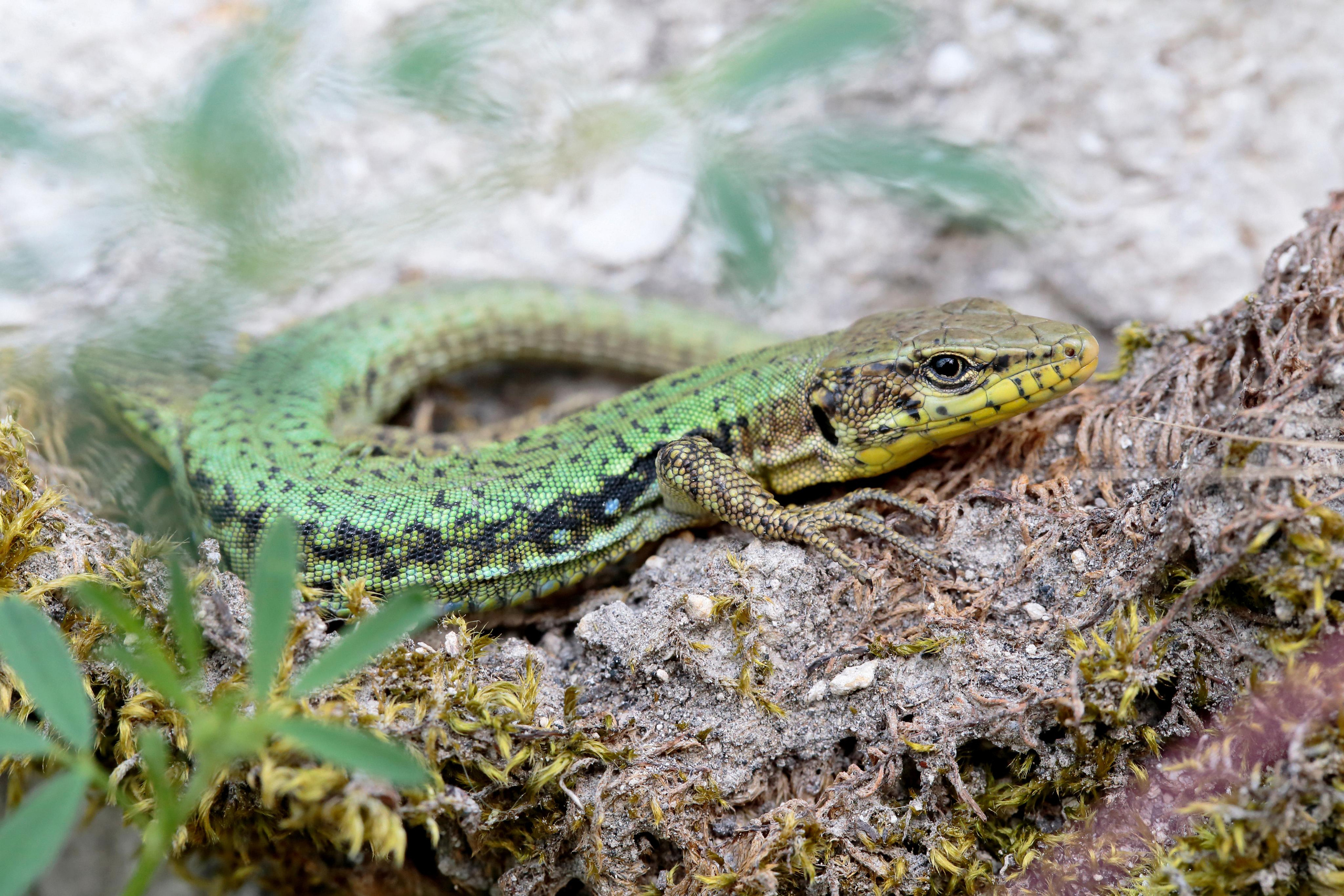 Ящерица Линдхольма, Крым