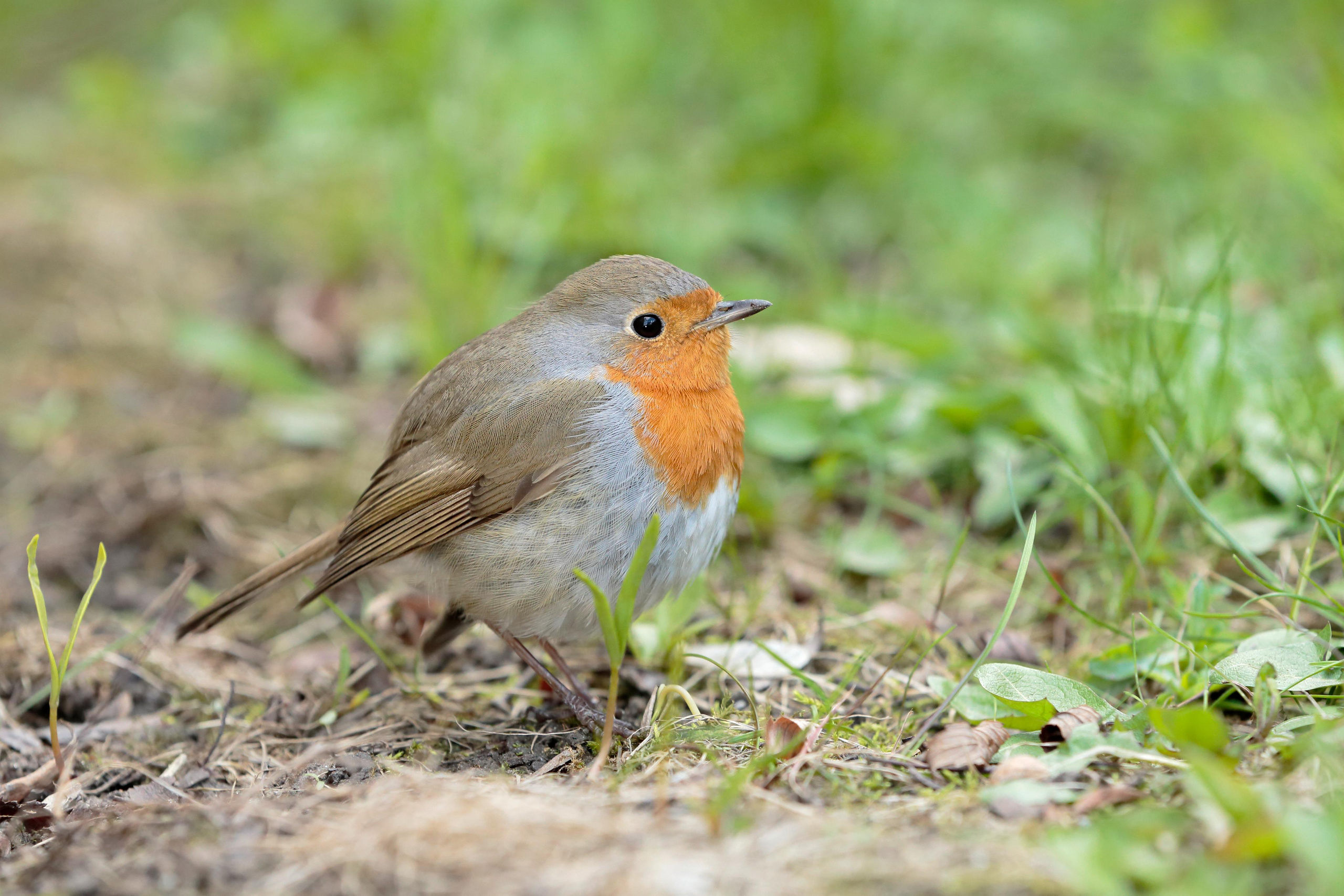 Зарянка, Москва