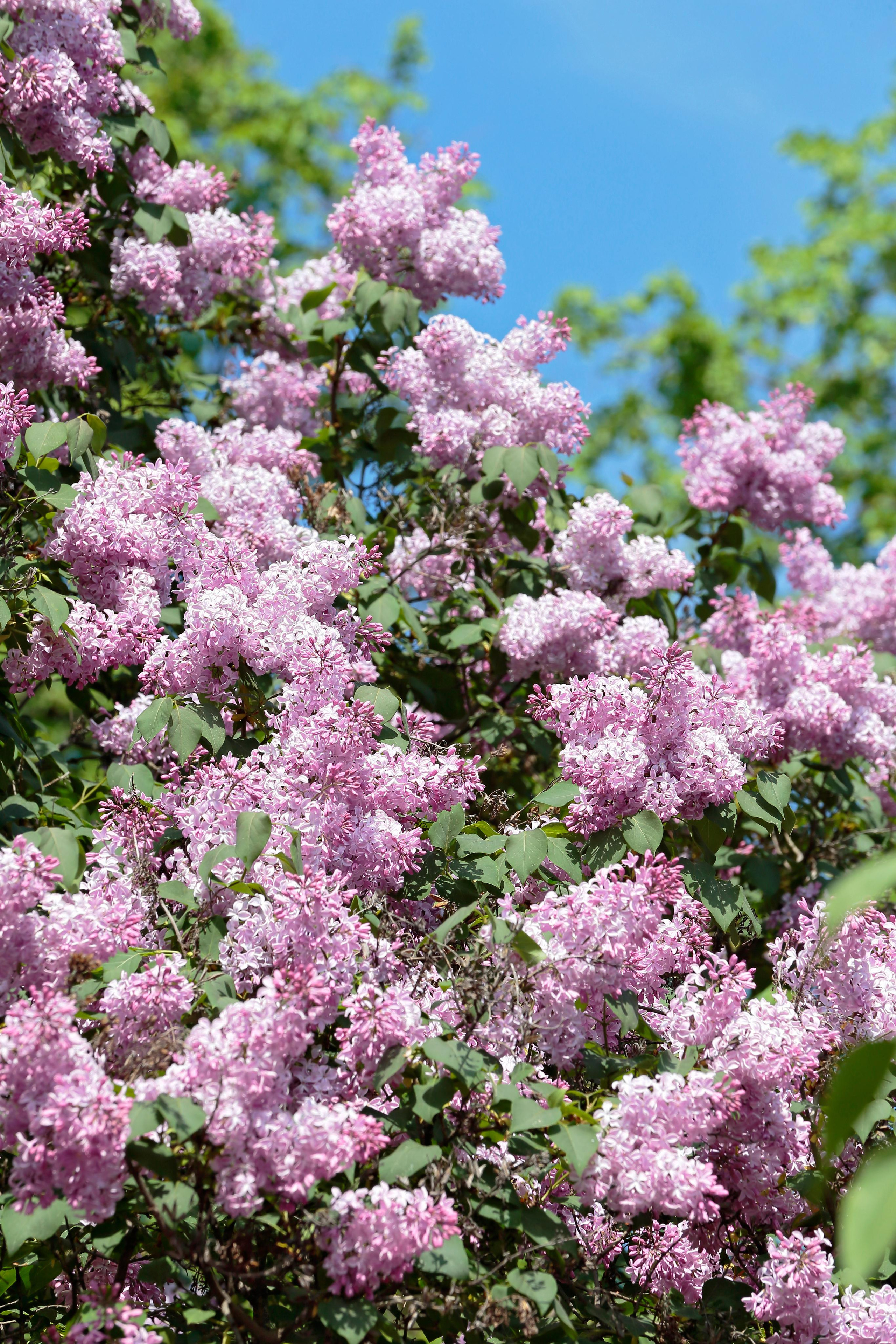 Фотографии сирени. Попов.фото — Предметная фотостудия в Новой Москве