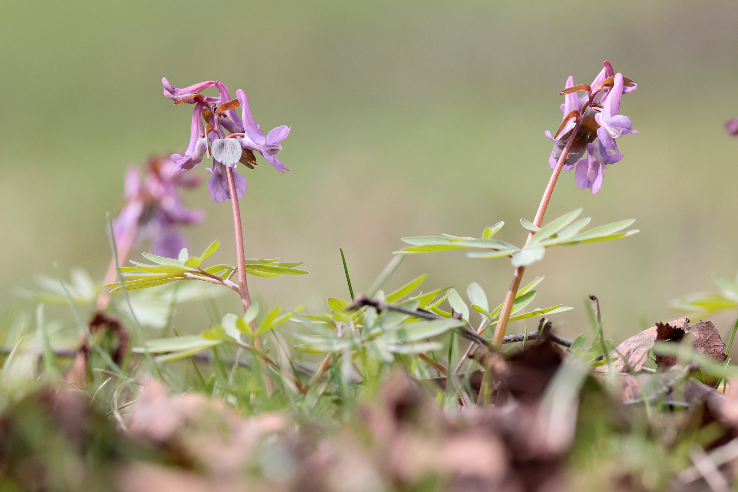 Хохлатка плотная (Corydalis solida), Москва