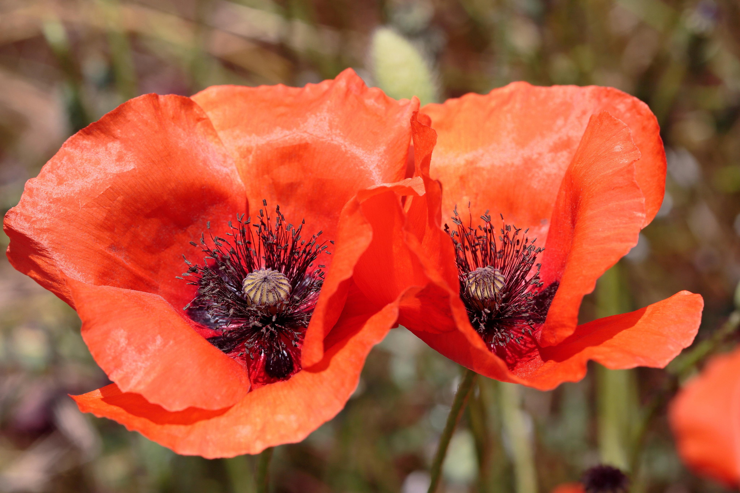 Мак-самосейка (Papaver rhoeas), Бахчисарайский район