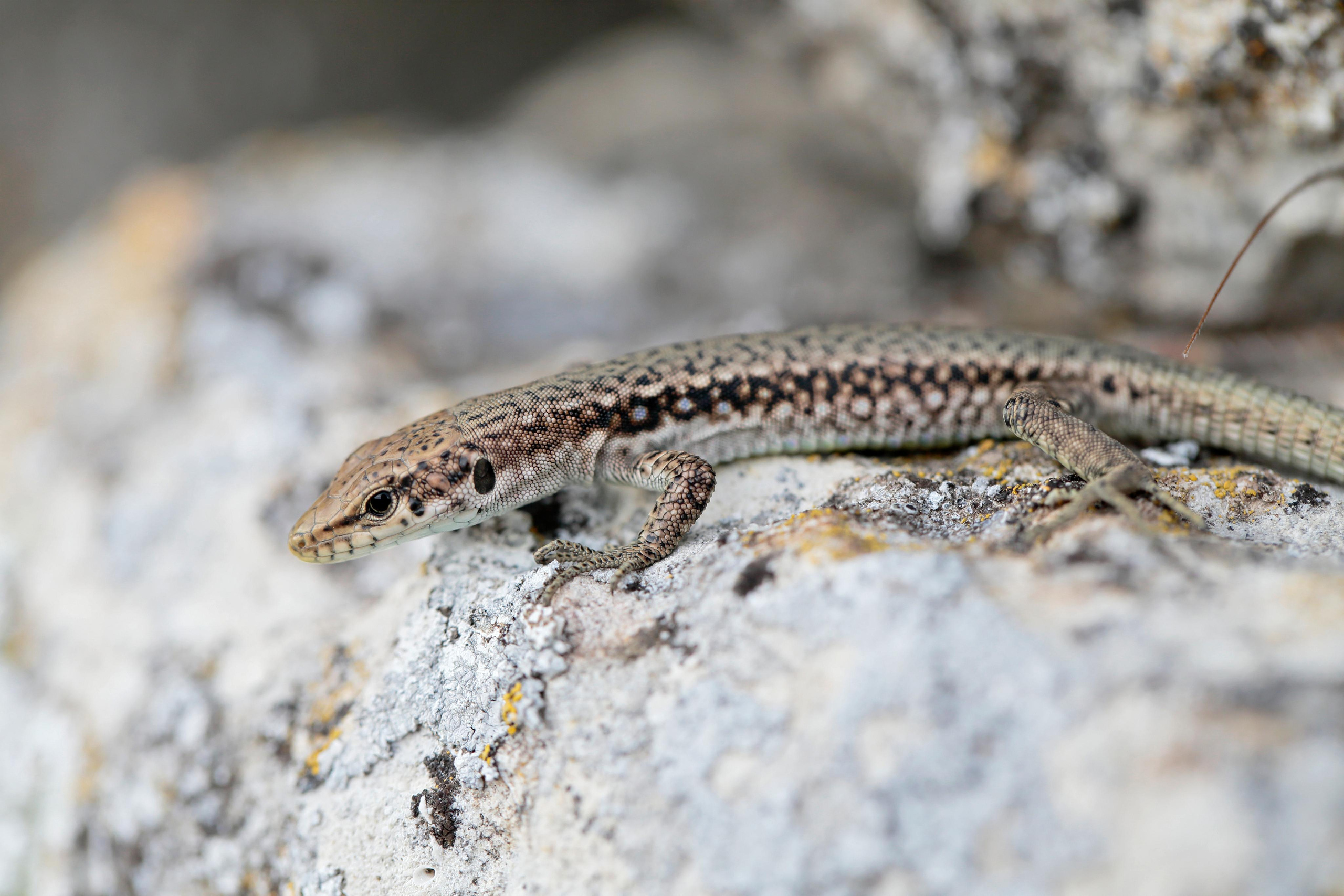 Ящерица Линдхольма, Крым