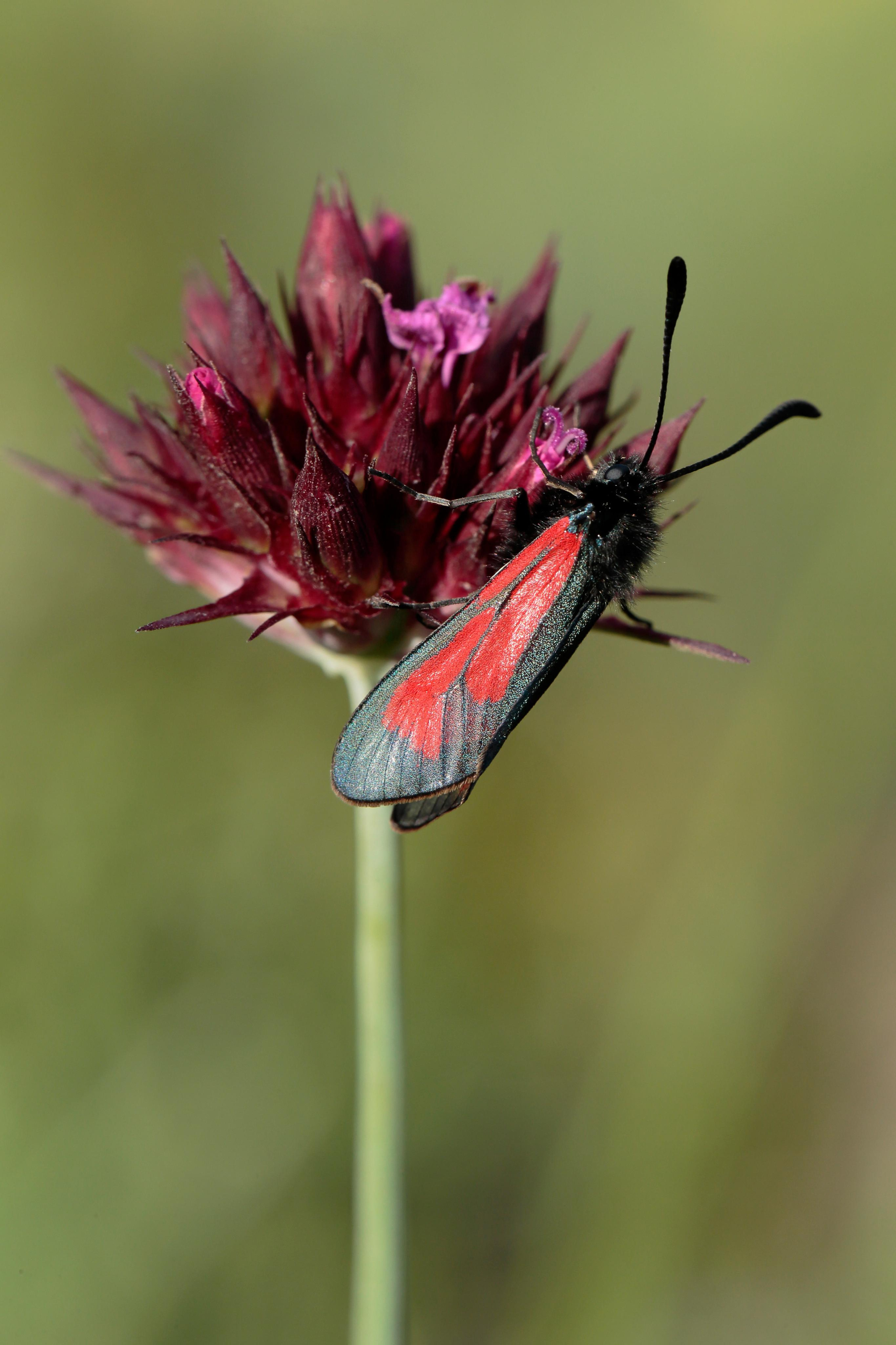 Пестрянка пурпурная, Крым