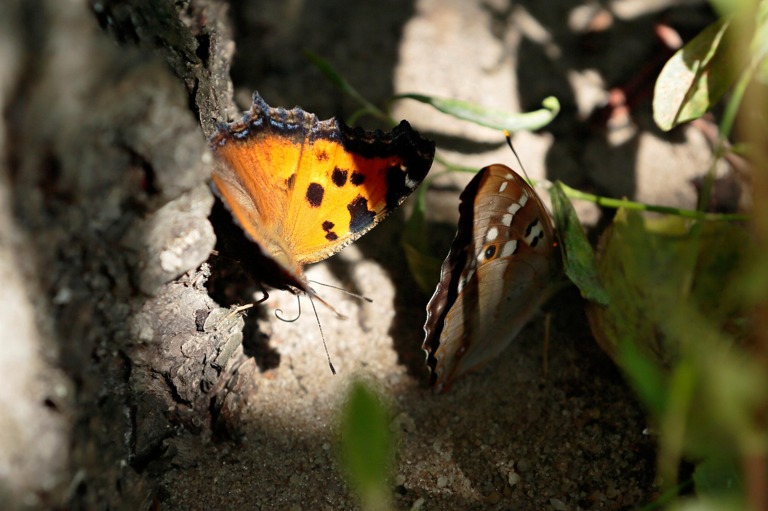 Многоцветница чёрно-рыжая, Воронежский заповедник