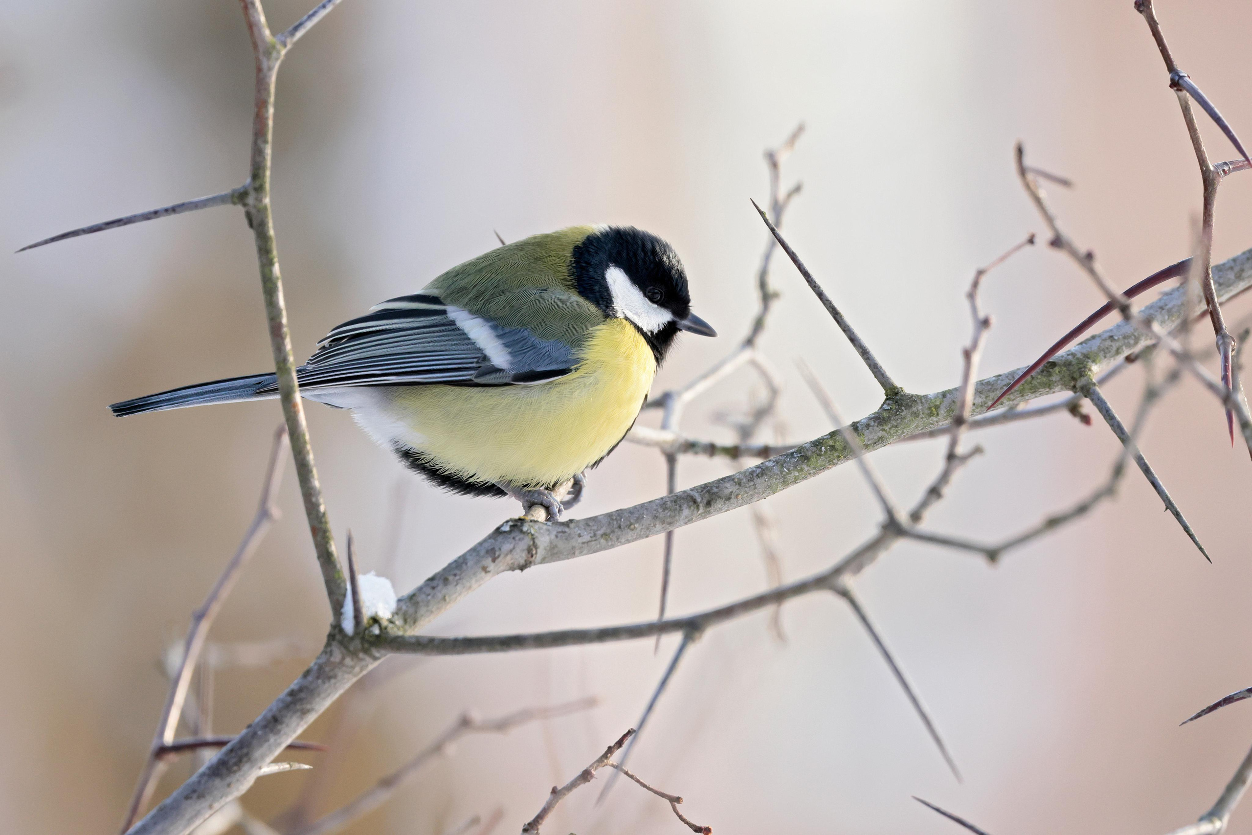 Большая синица, Москва