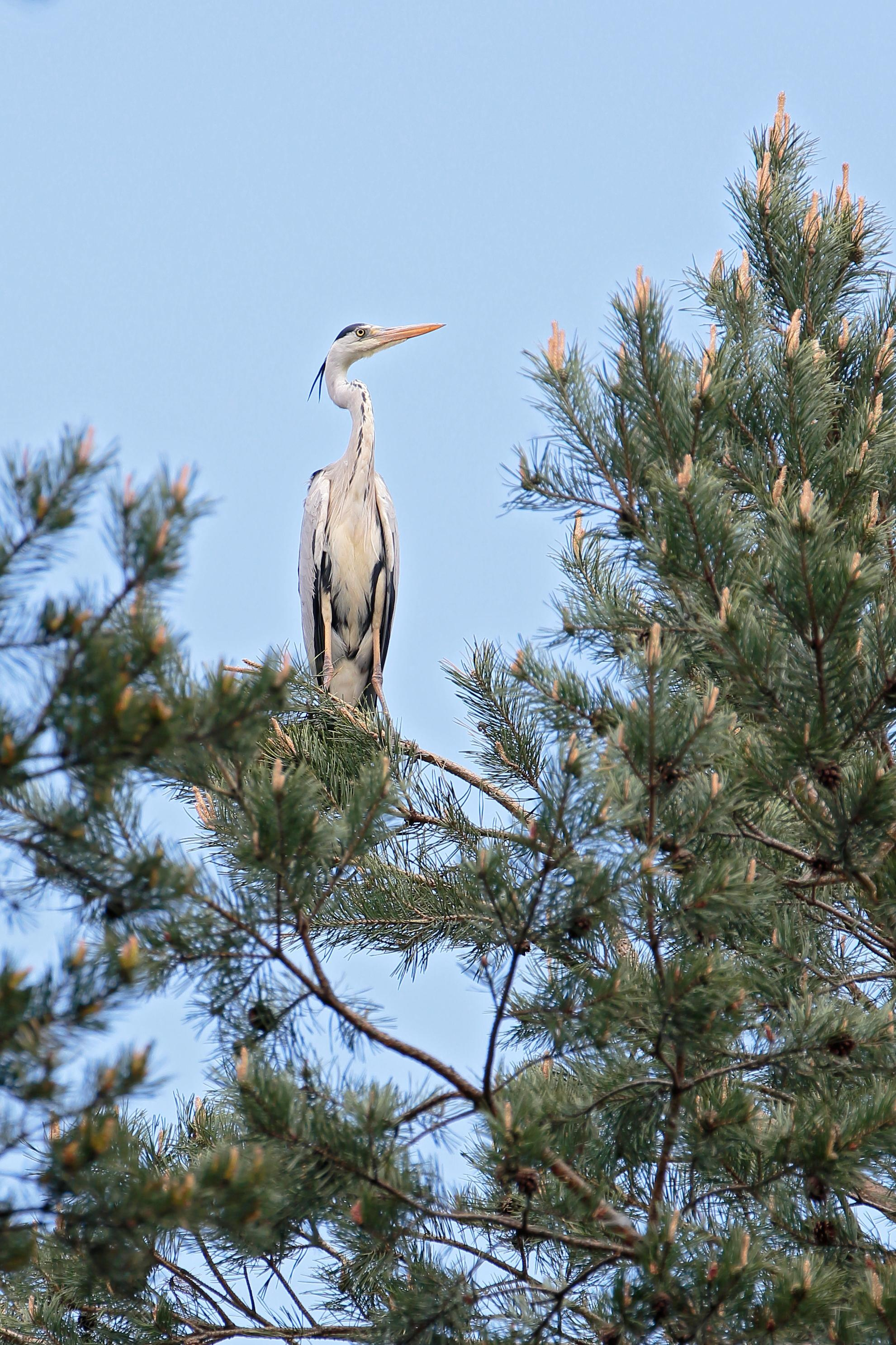 Серая цапля, Плещеево озеро