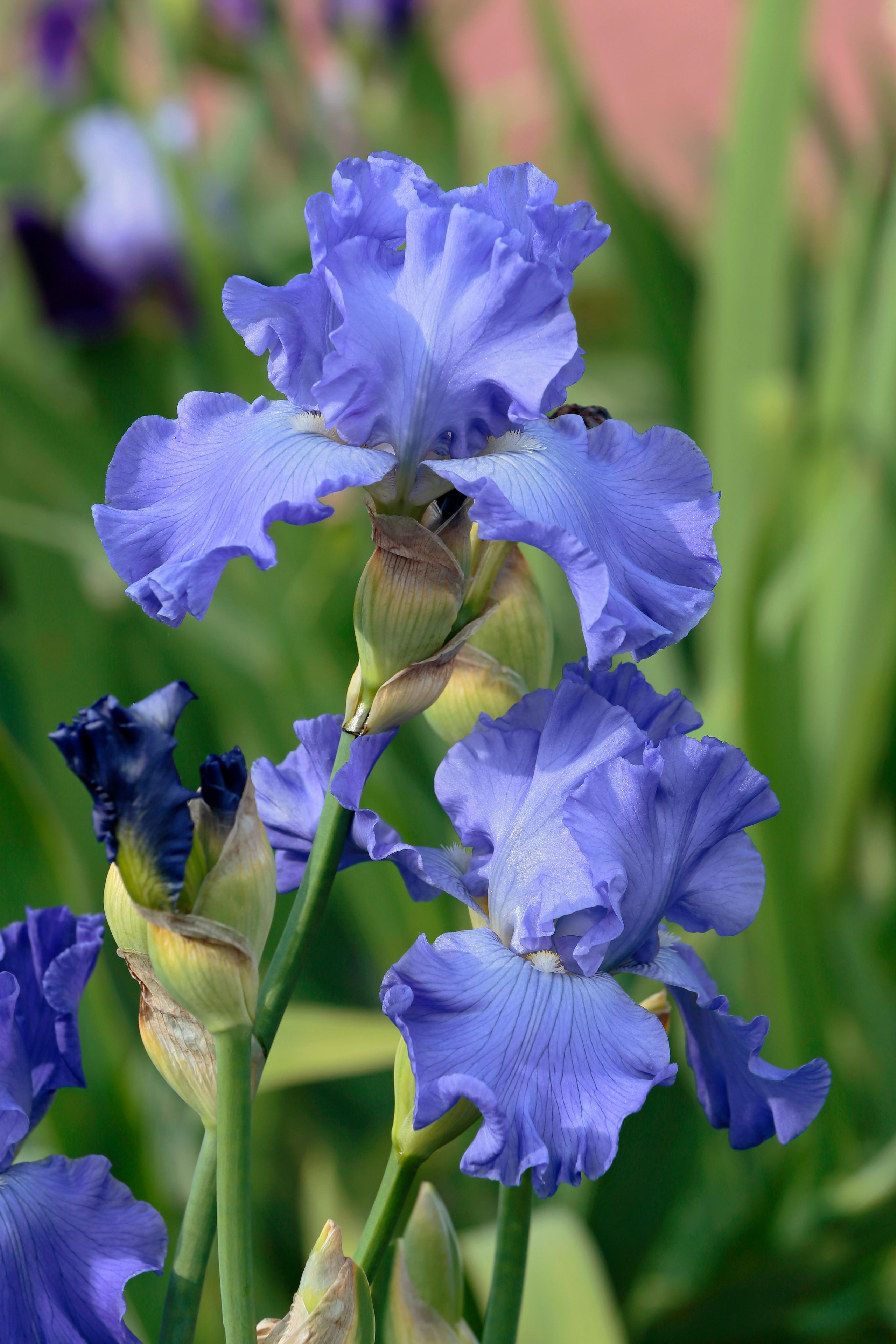 Ирис бородатый (Iris × germanica)