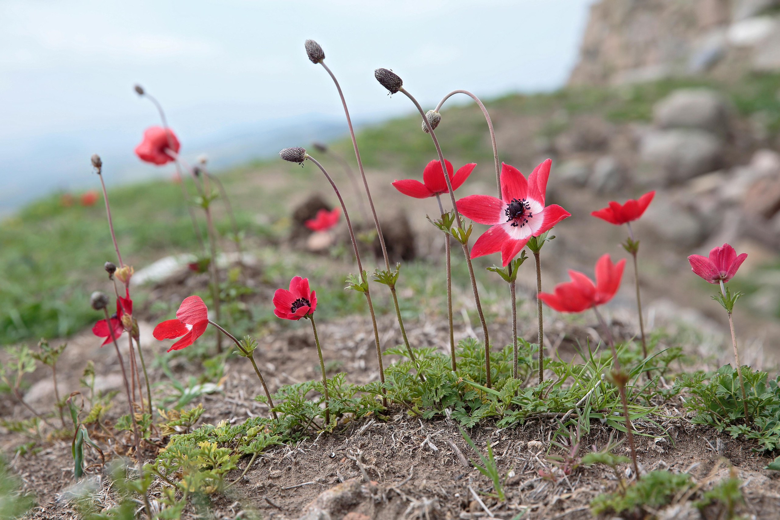 Ветренница корончатая (Anemone coronaria), Бергама