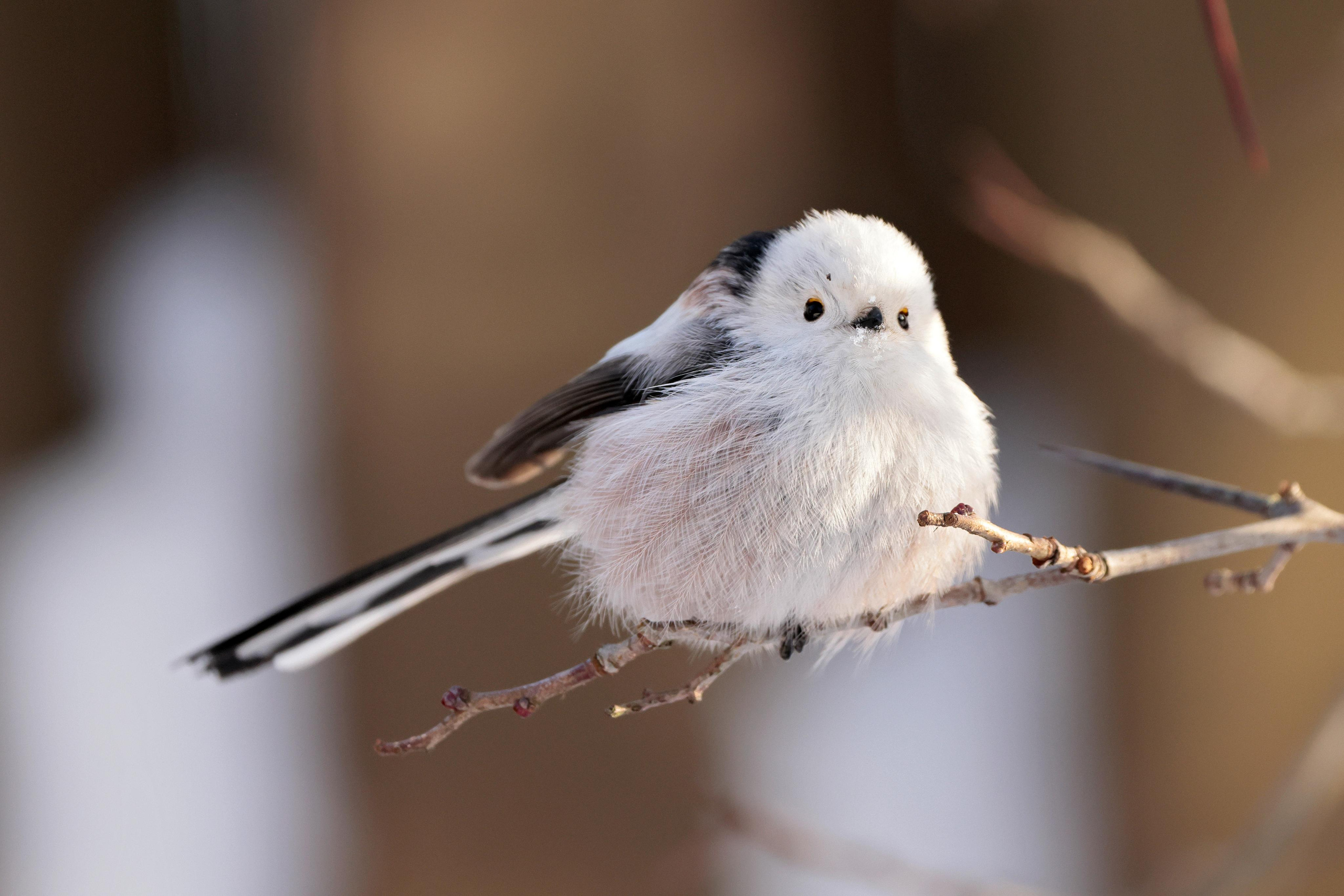 Длиннохвостая синица, Москва