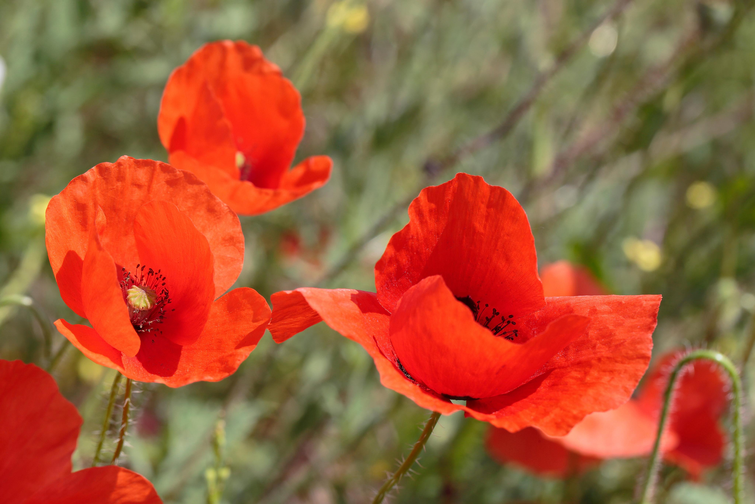 Мак-самосейка (Papaver rhoeas), Бахчисарайский район