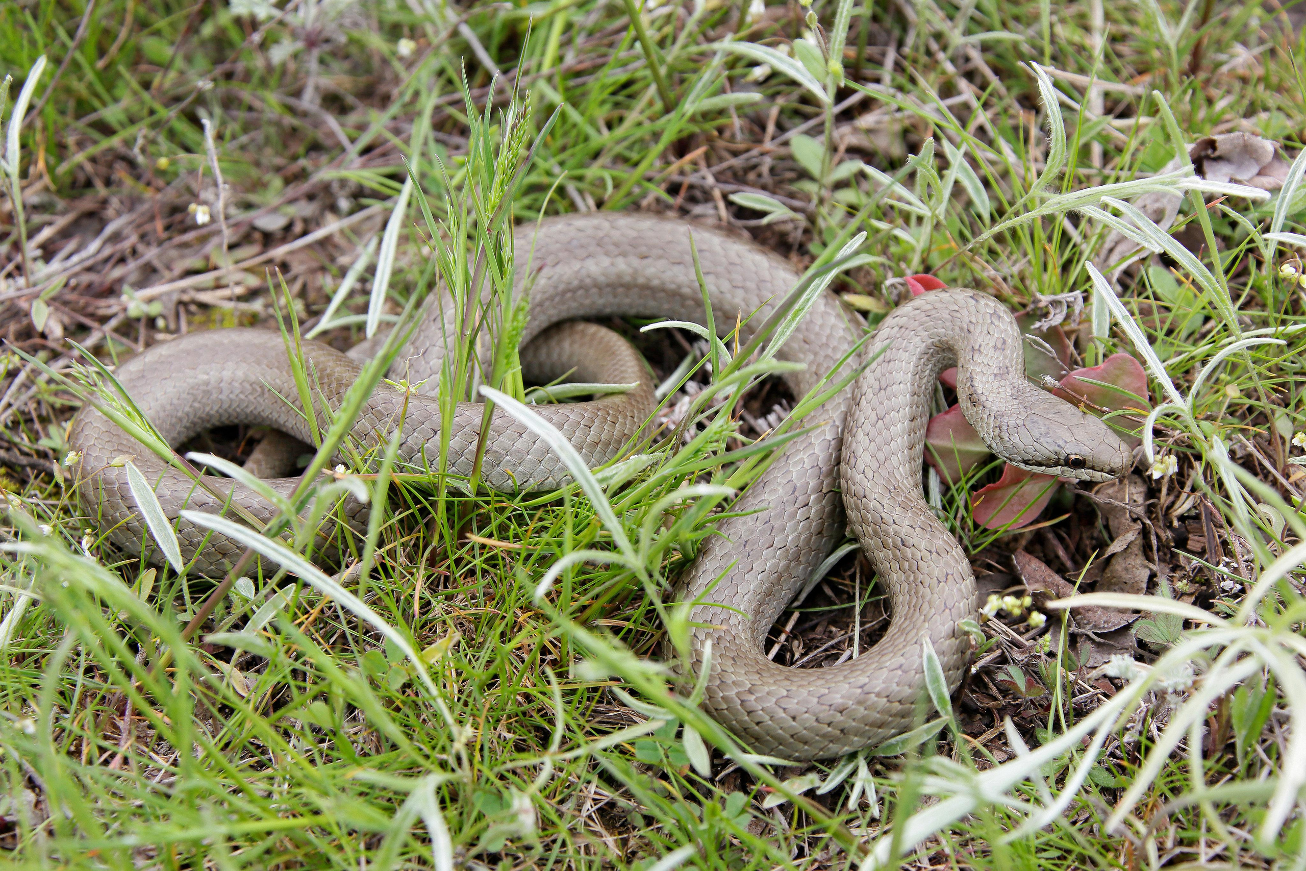 Медянка, Ростовский заповедник