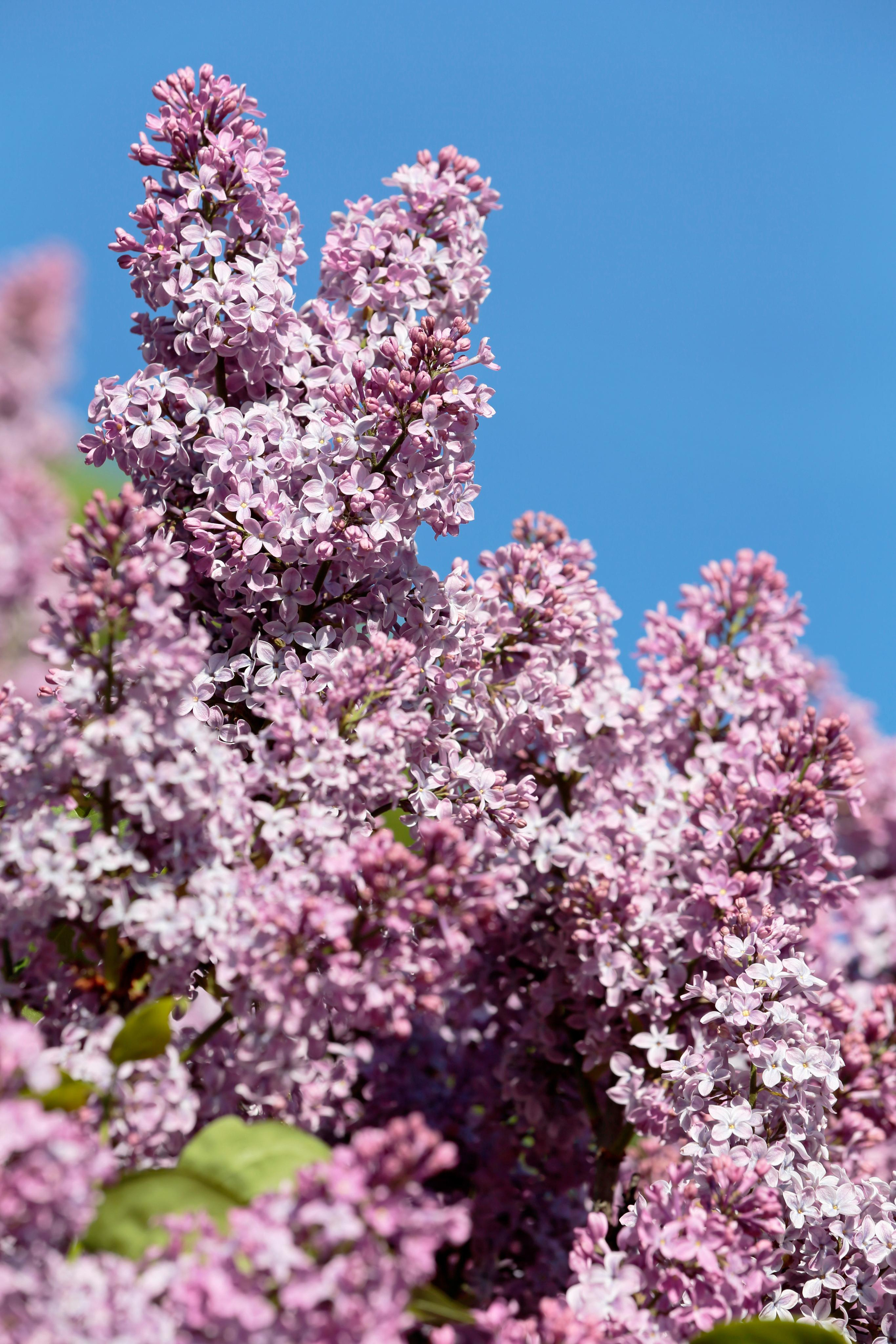 Фотографии сирени. Попов.фото — Предметная фотостудия в Новой Москве