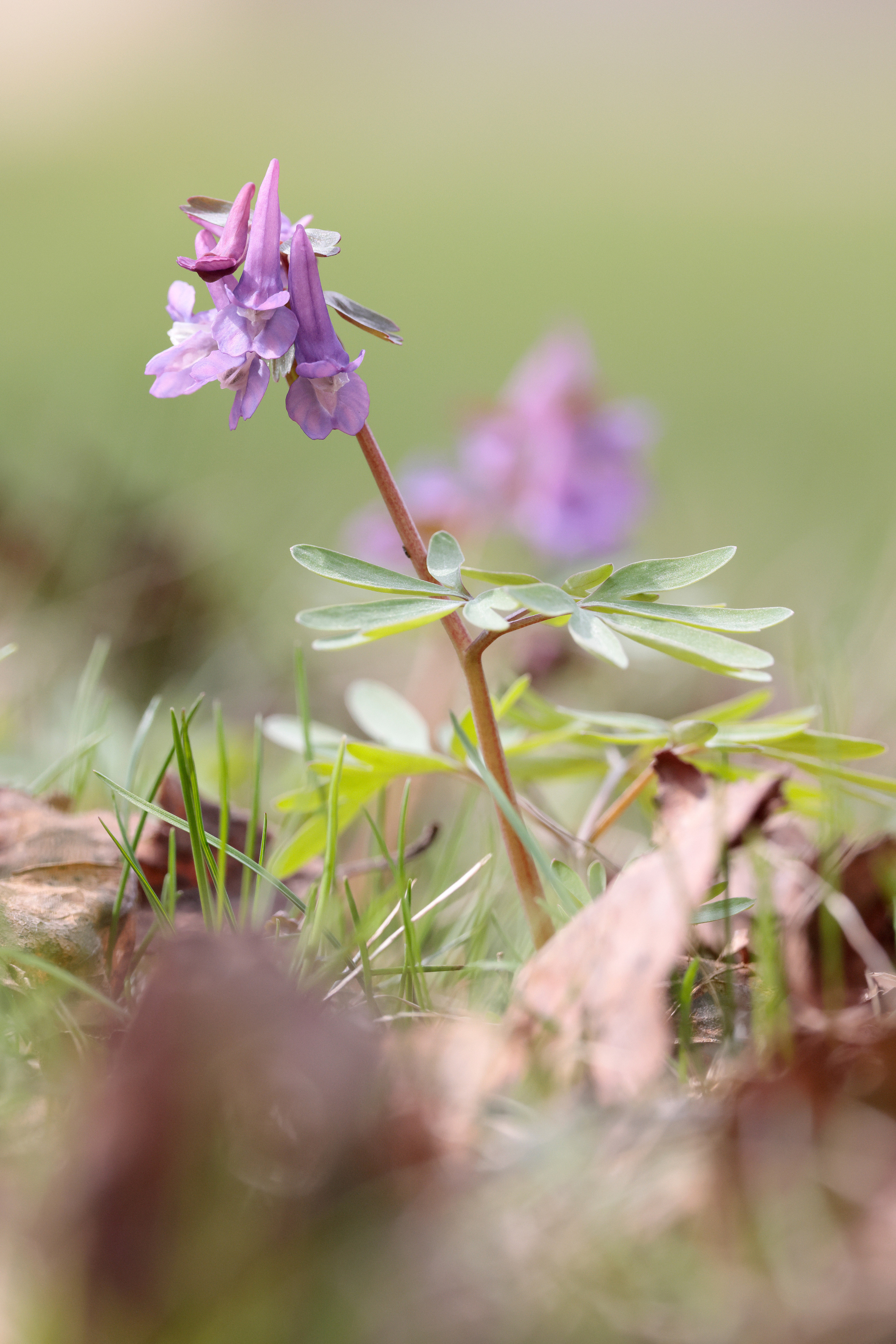 Хохлатка плотная (Corydalis solida), Москва