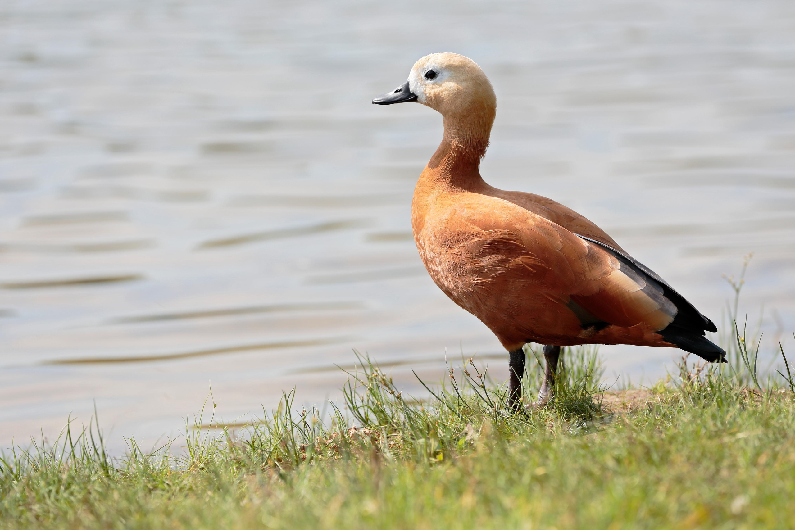 Огарь, Москва