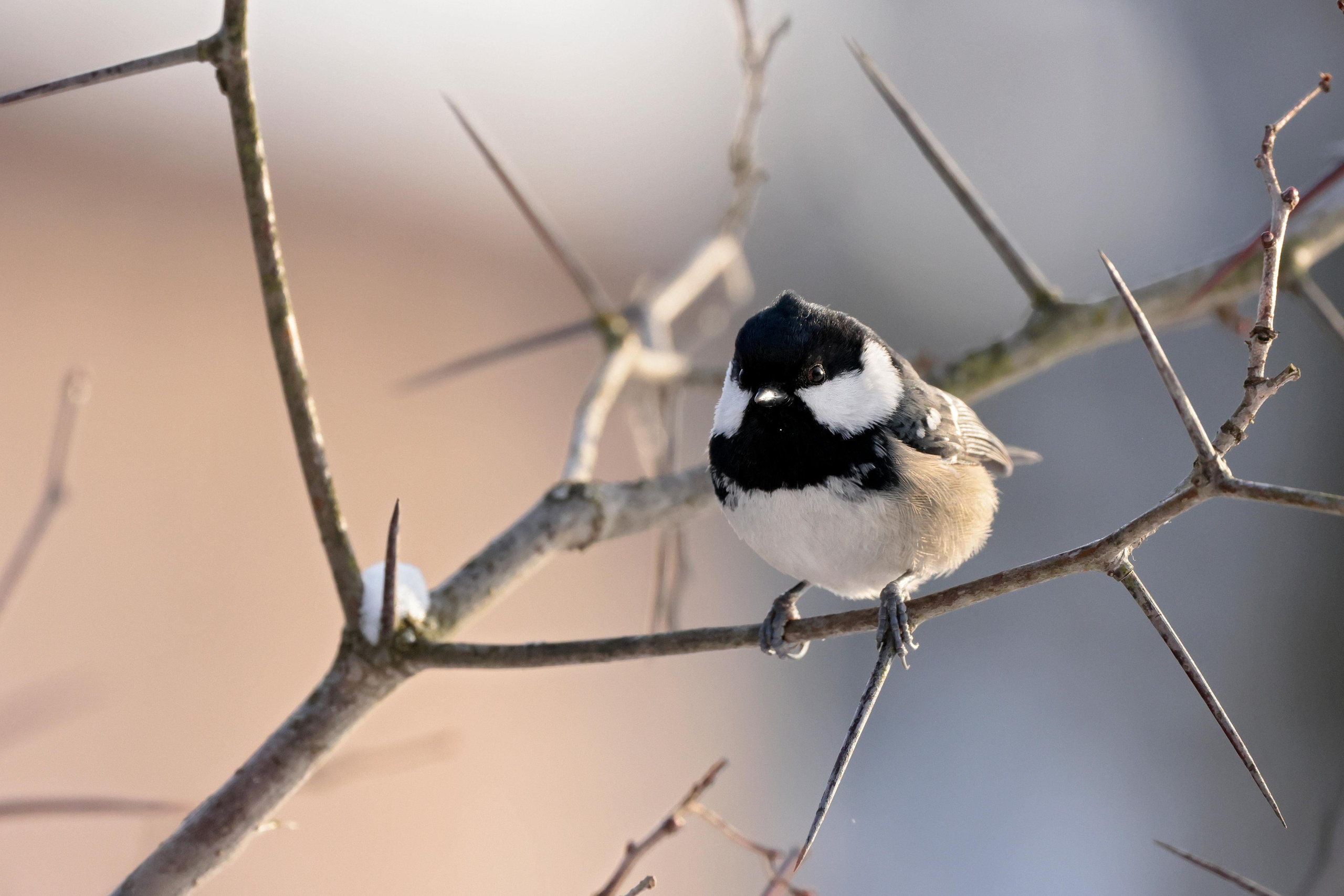 Московка, Москва
