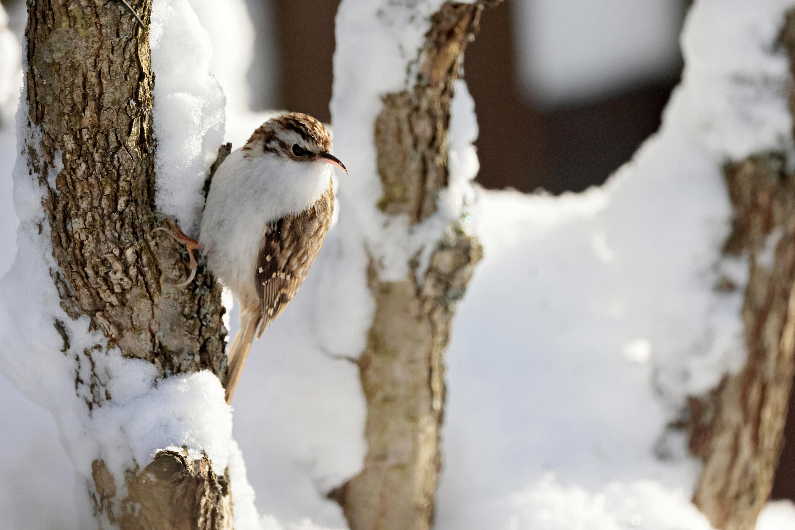 Обыкновенная пищуха, Москва