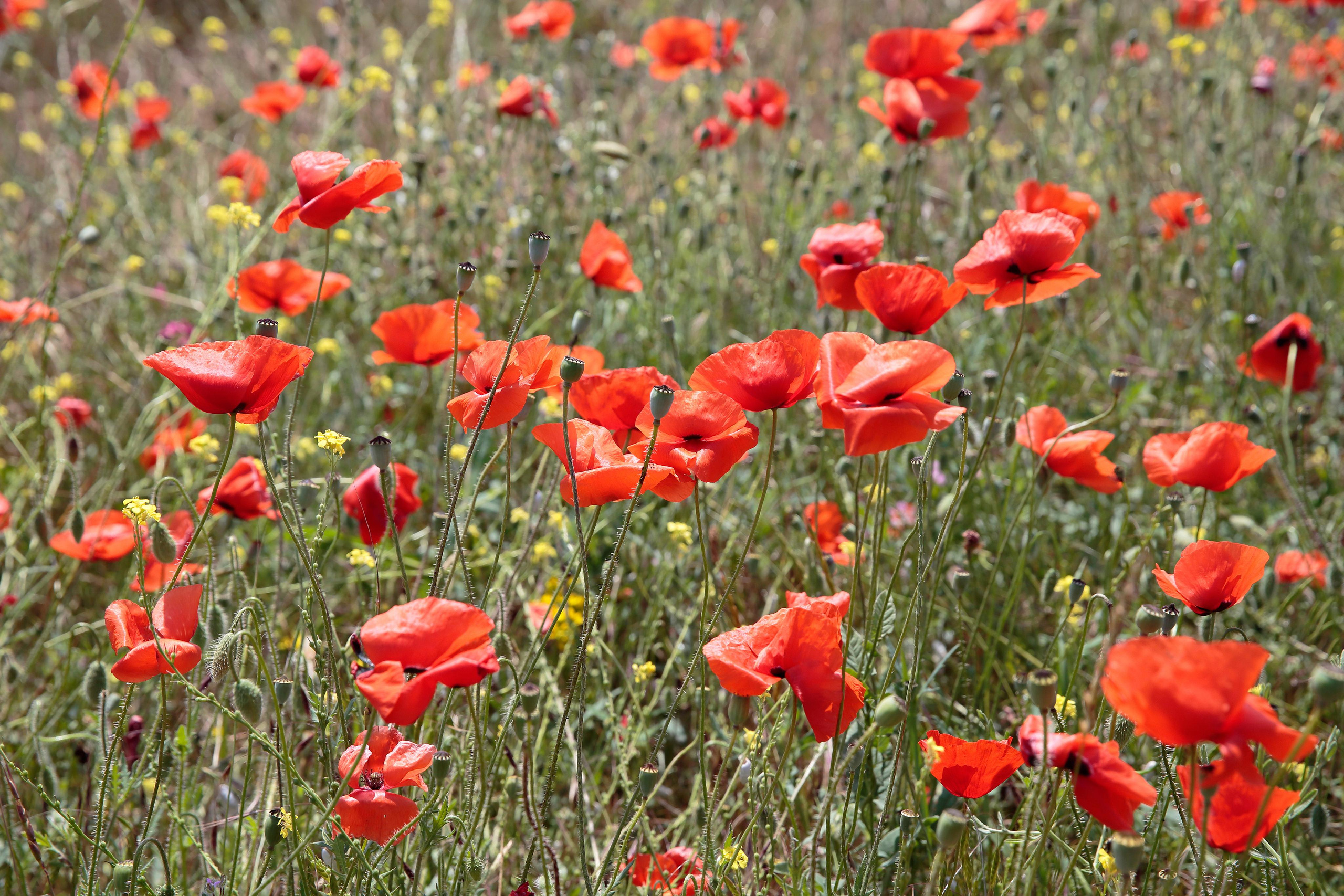 Мак-самосейка (Papaver rhoeas), Бахчисарайский район