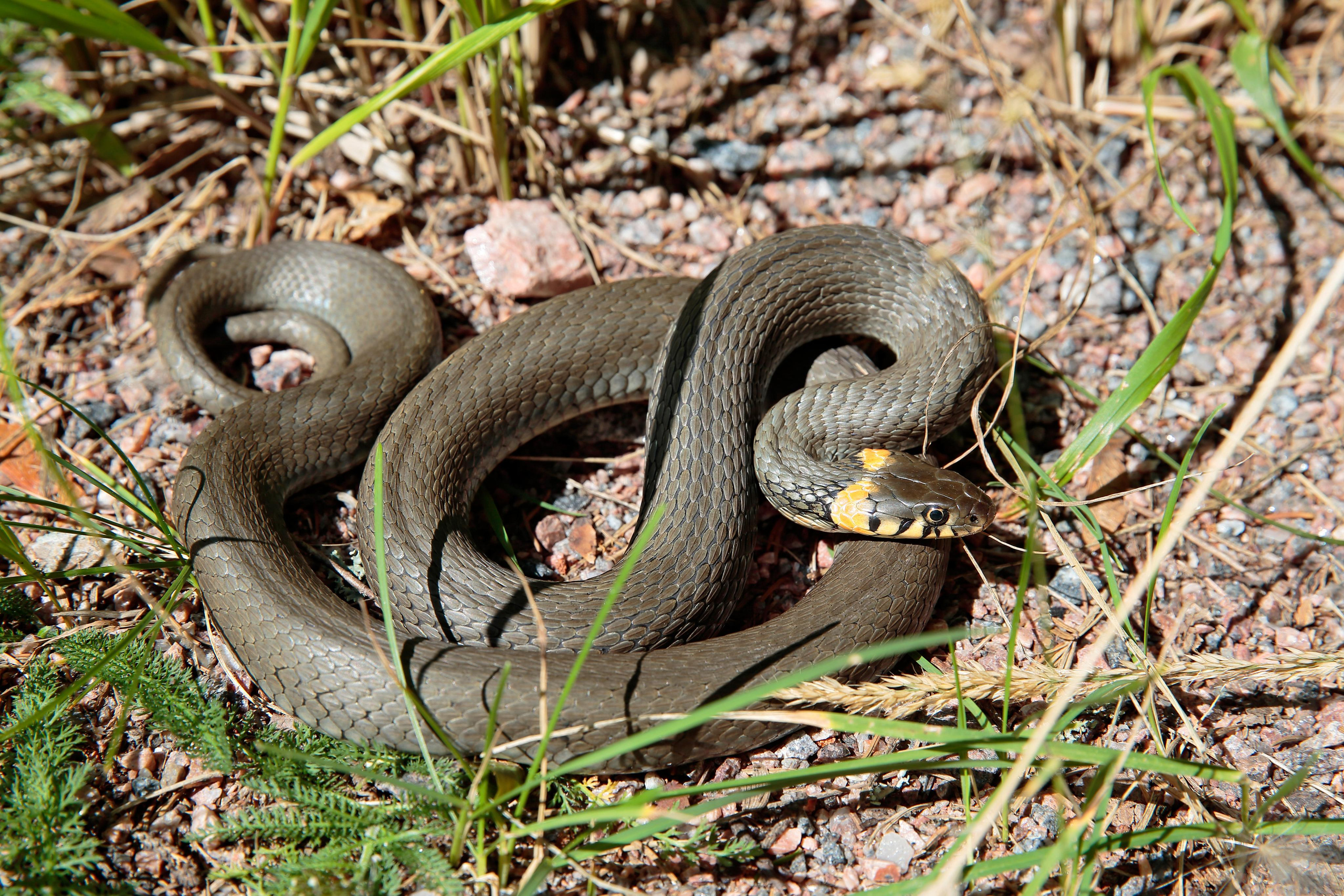 Уж обыкновенный, Выборгский район