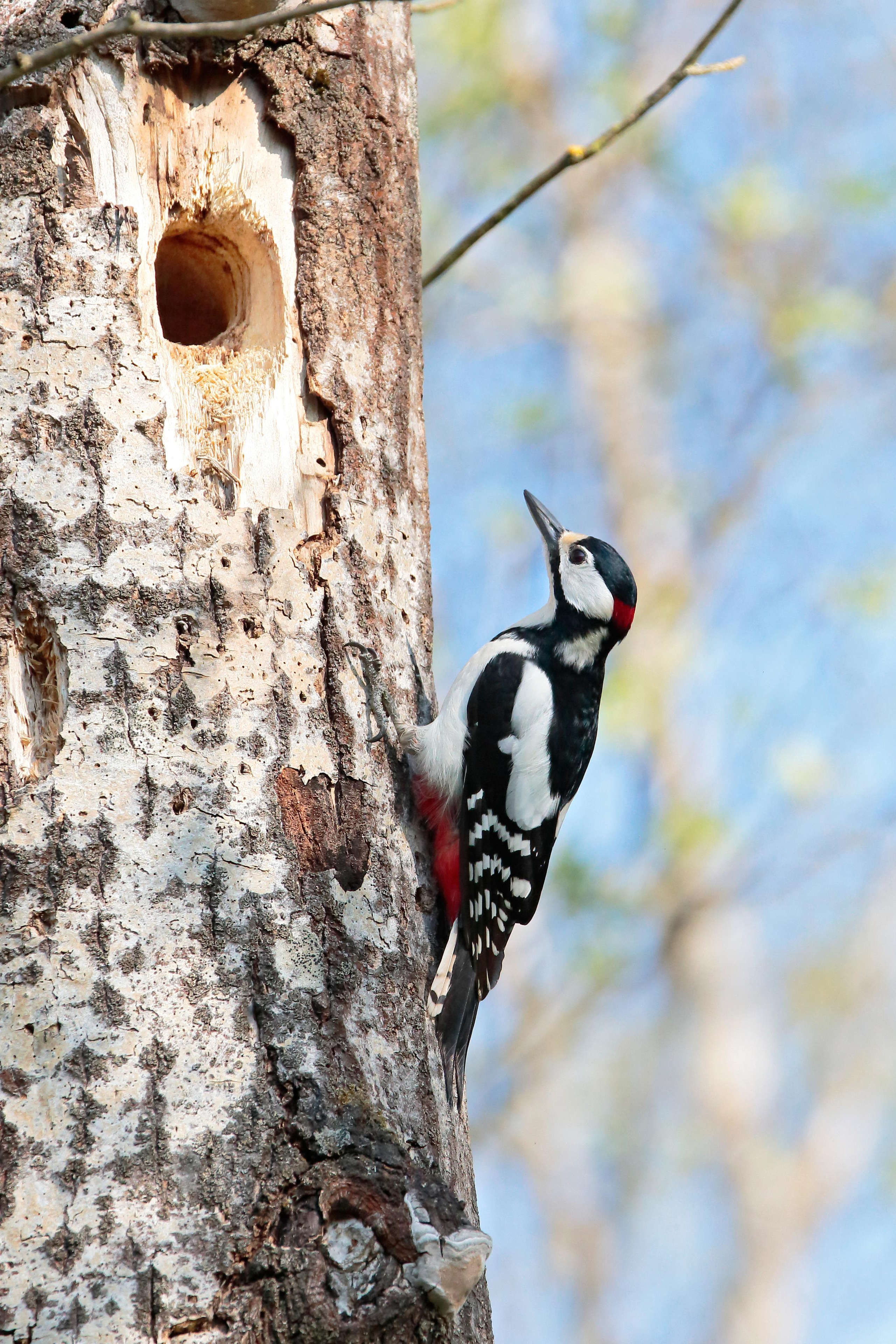 Большой пёстрый дятел, Подмосковье