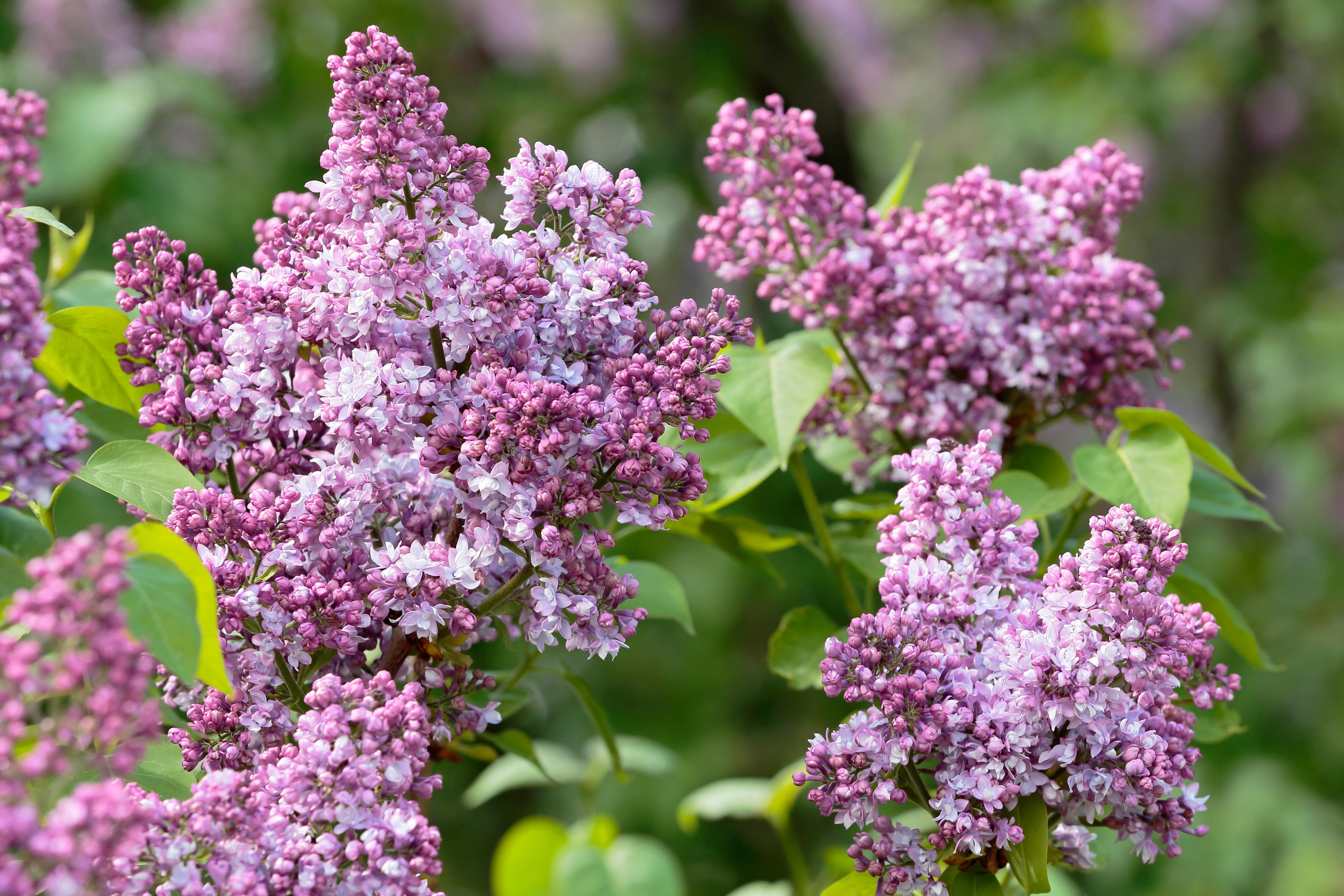 Фотографии сирени. Попов.фото — Предметная фотостудия в Новой Москве