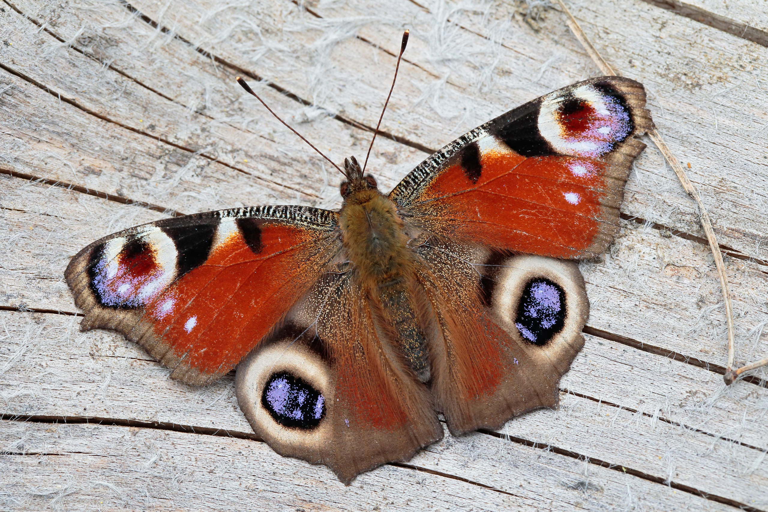 Дневной павлиний глаз, Подмосковье