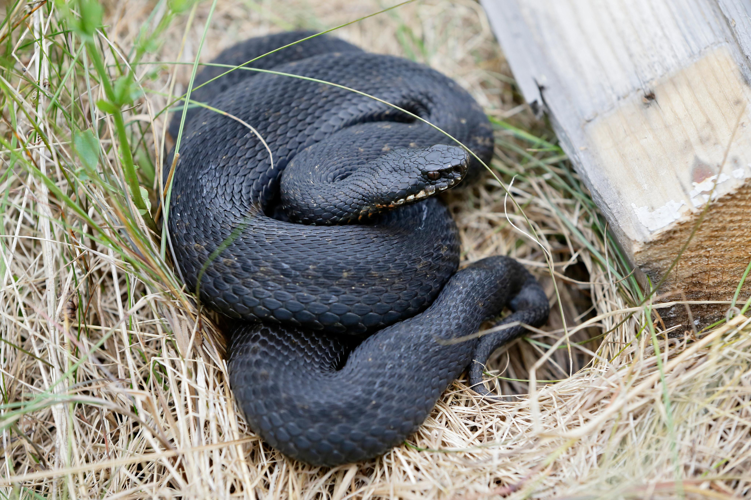 Гадюка обыкновенная (меланист), Плещеево озеро