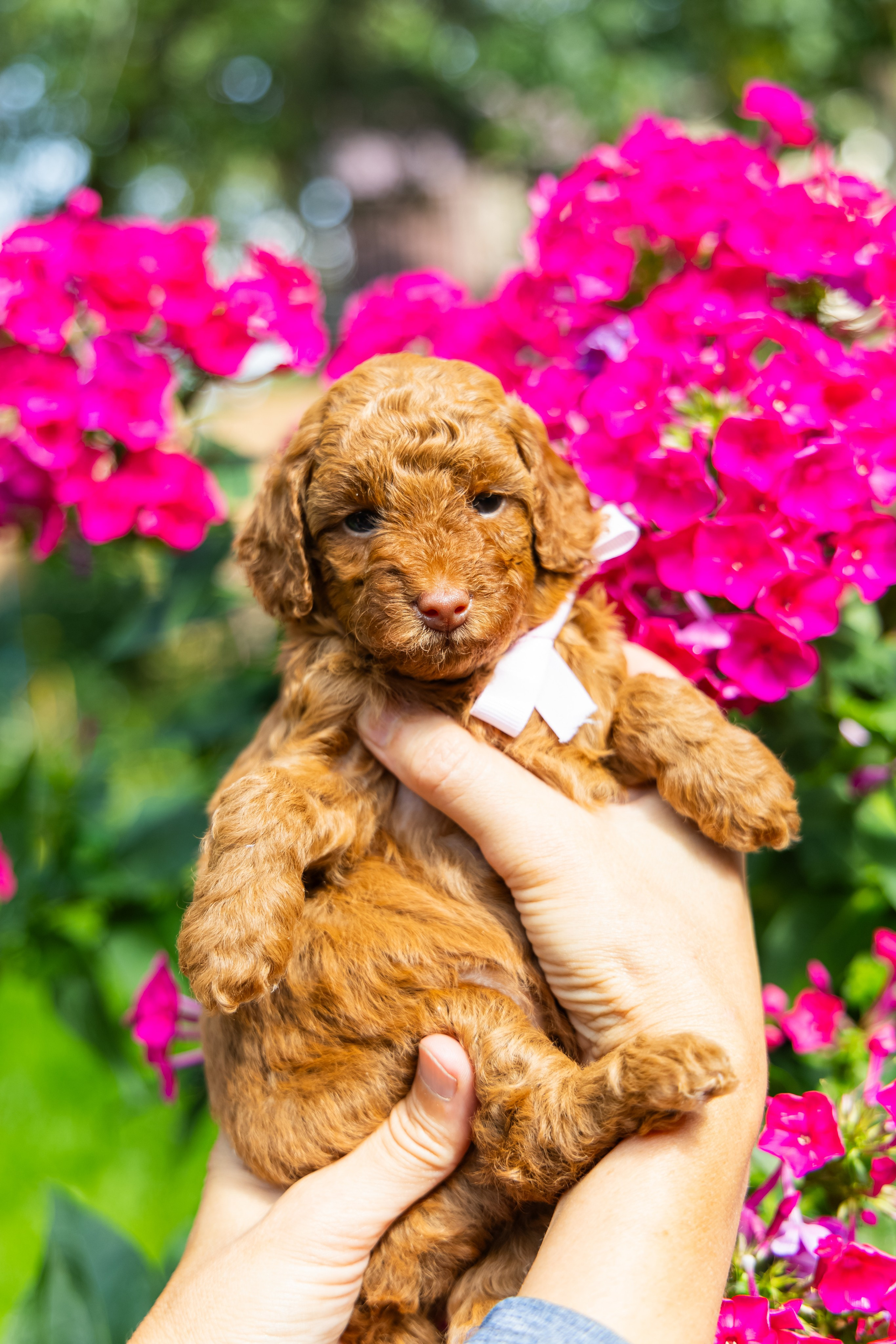 С животными. Фотограф-ретушёр