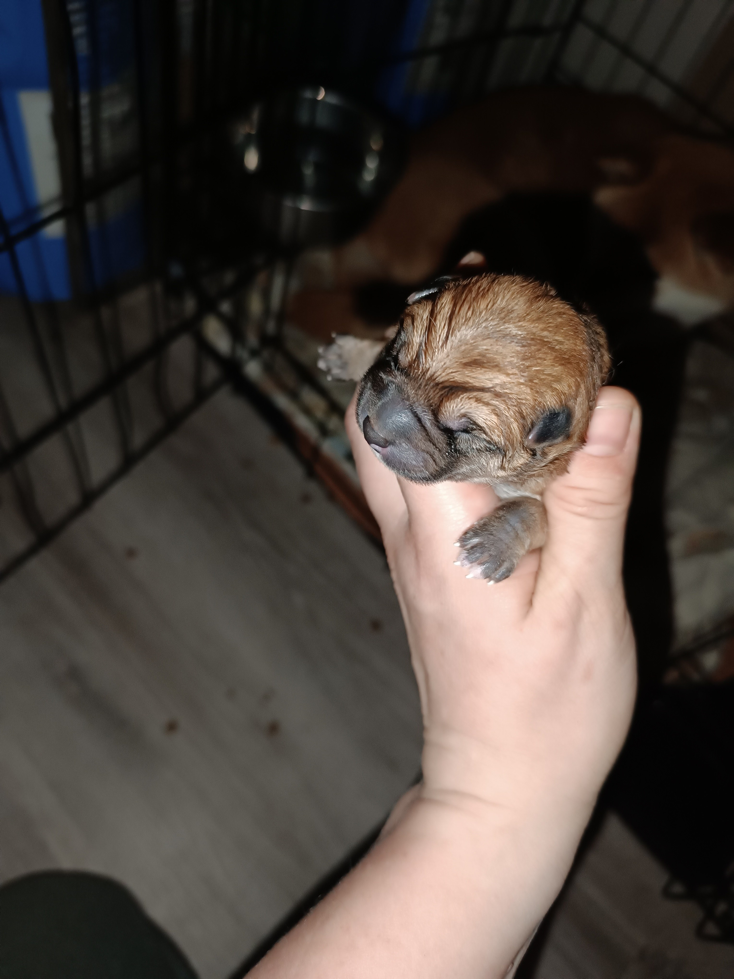 Сиба Rubylight Germes питомник Рубилайт