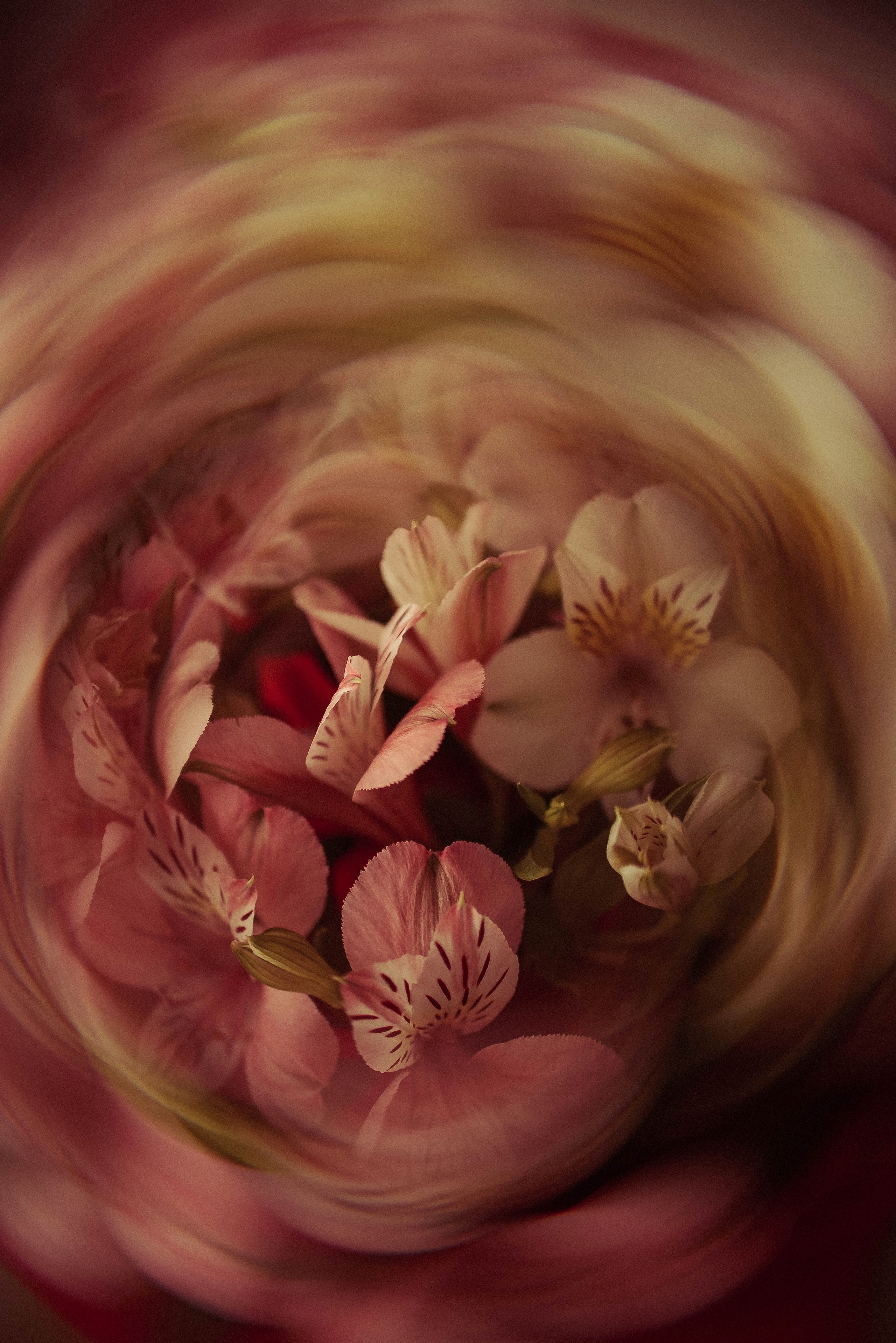 ПРЕДМЕТНАЯ/ МАКРО. Фотограф Фомина Екатерина Сергеевна