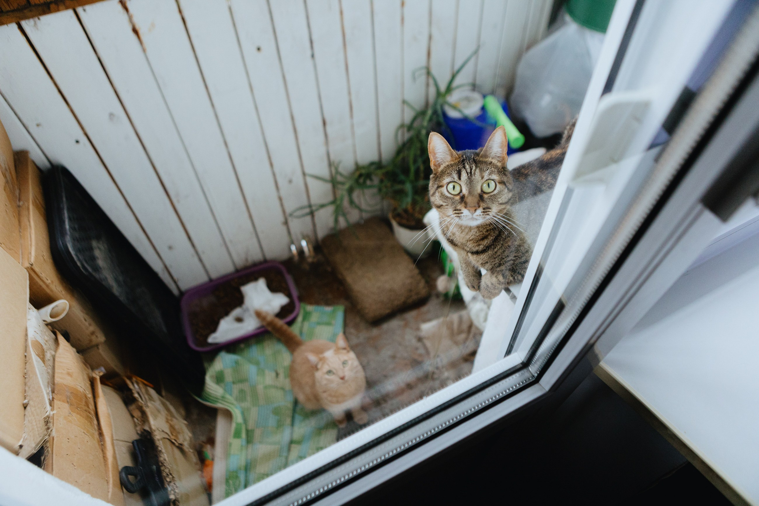 Дмитрий и Светлана. LEVORIGINAL