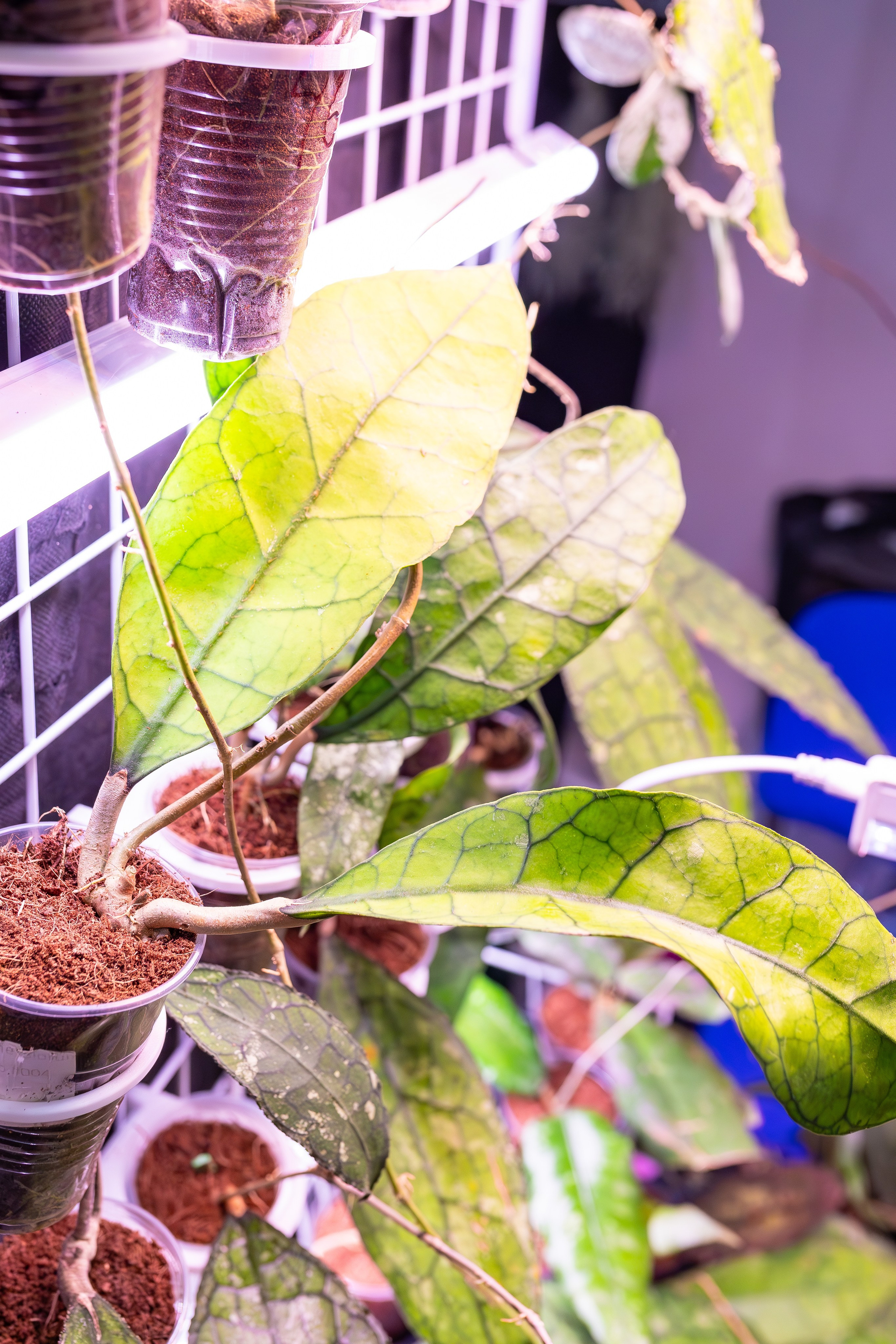 Орхидиум сентябрь 2025. Александра Куликова фотограф, Москва