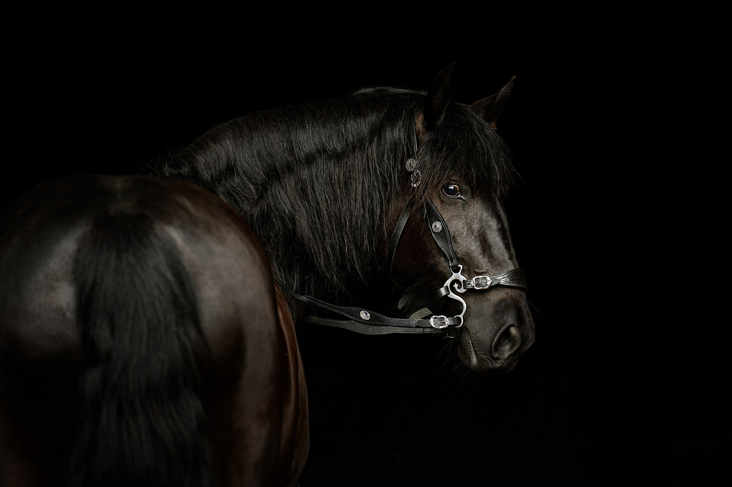 Мара. Фотограф-анималист