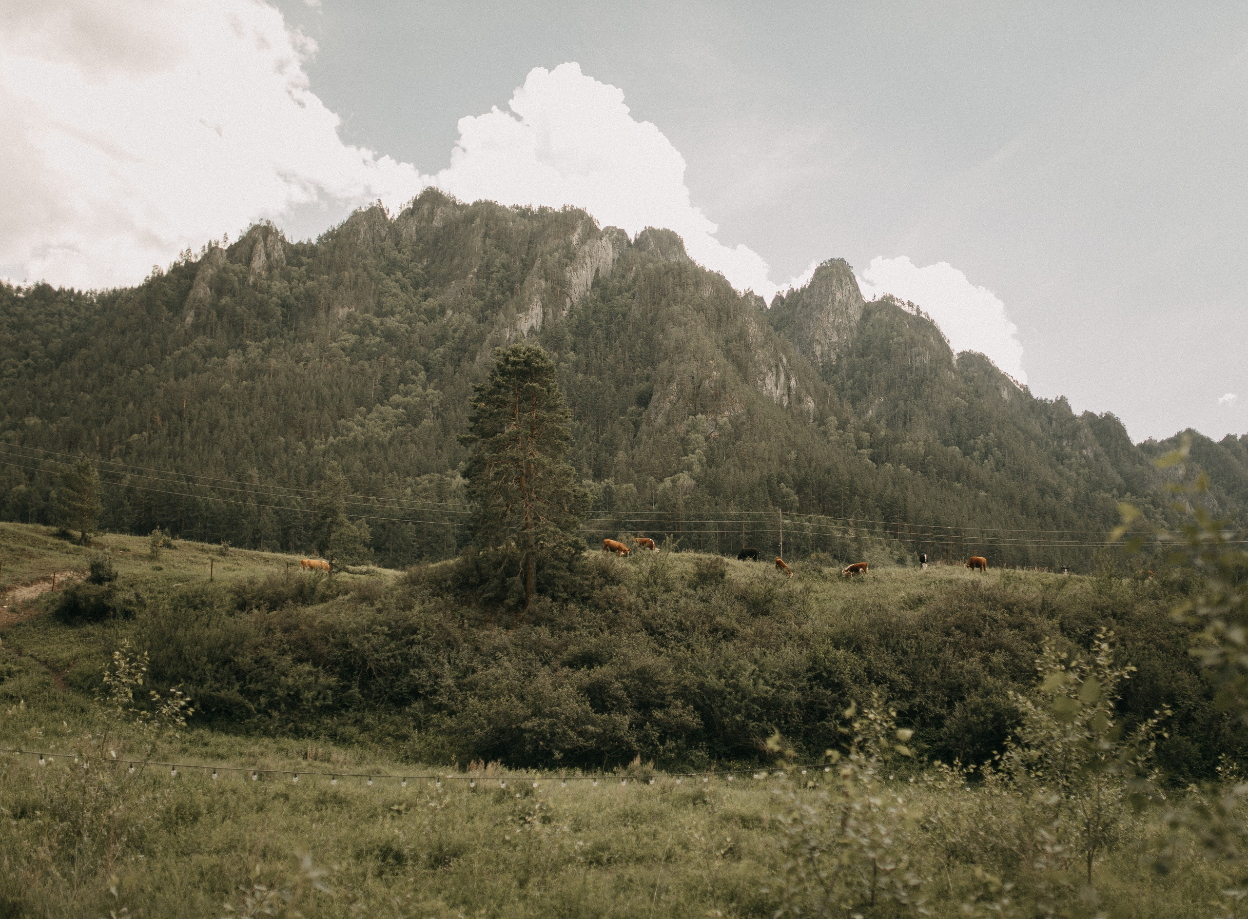 Илья и Оксана (Алтай). Свадебный и портретный фотограф в Калининграде и Москве Марк Юдинцев