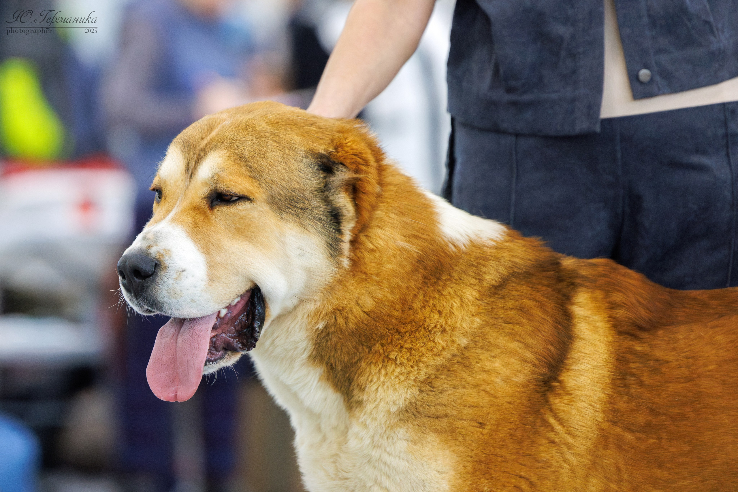 Сабанеевка Казань 25-26.01.2025. Фотограф-анималист Юлия Германика