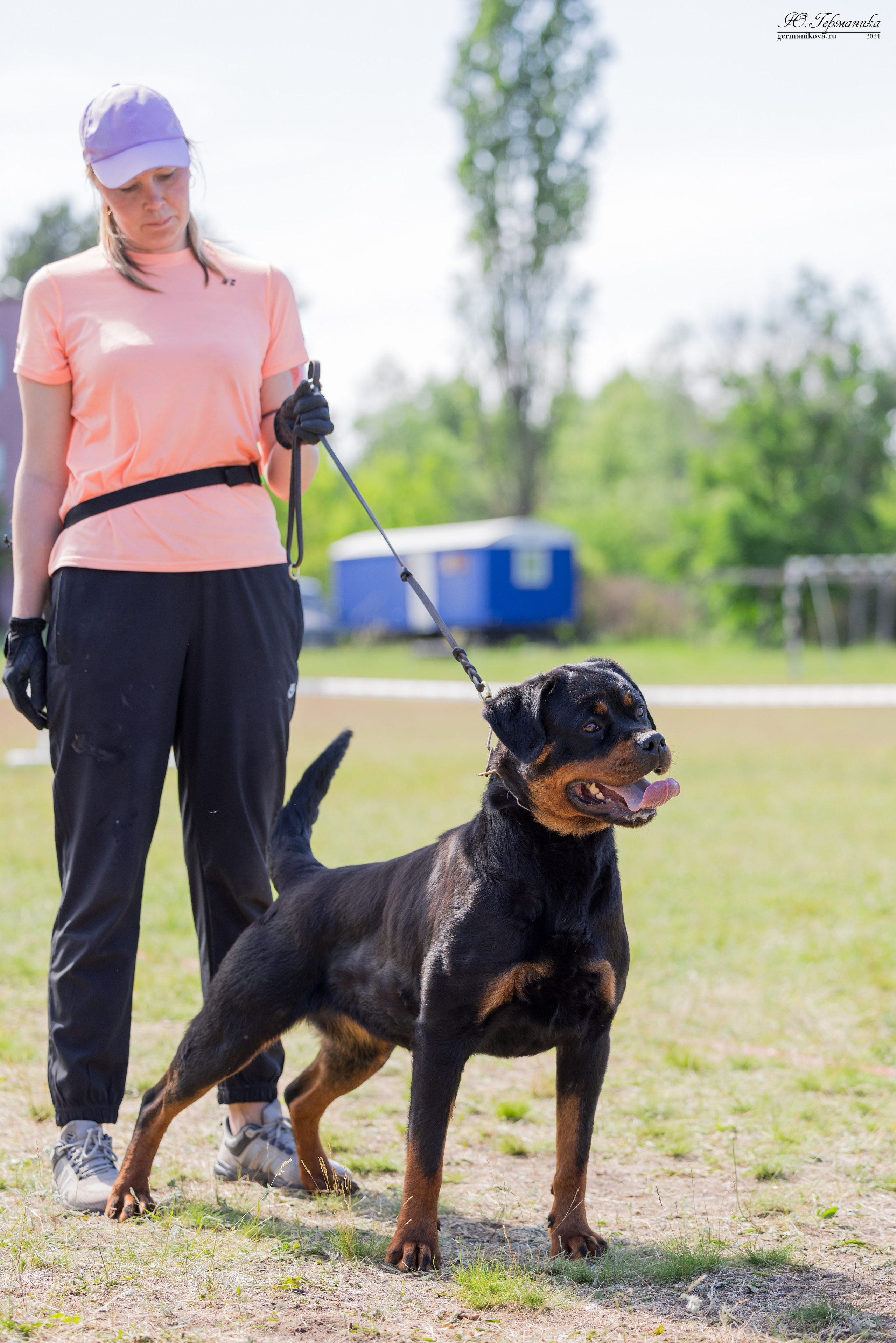 Воронеж моно ротвейлеров 25-26.05.2024. Фотограф-анималист Юлия Германика