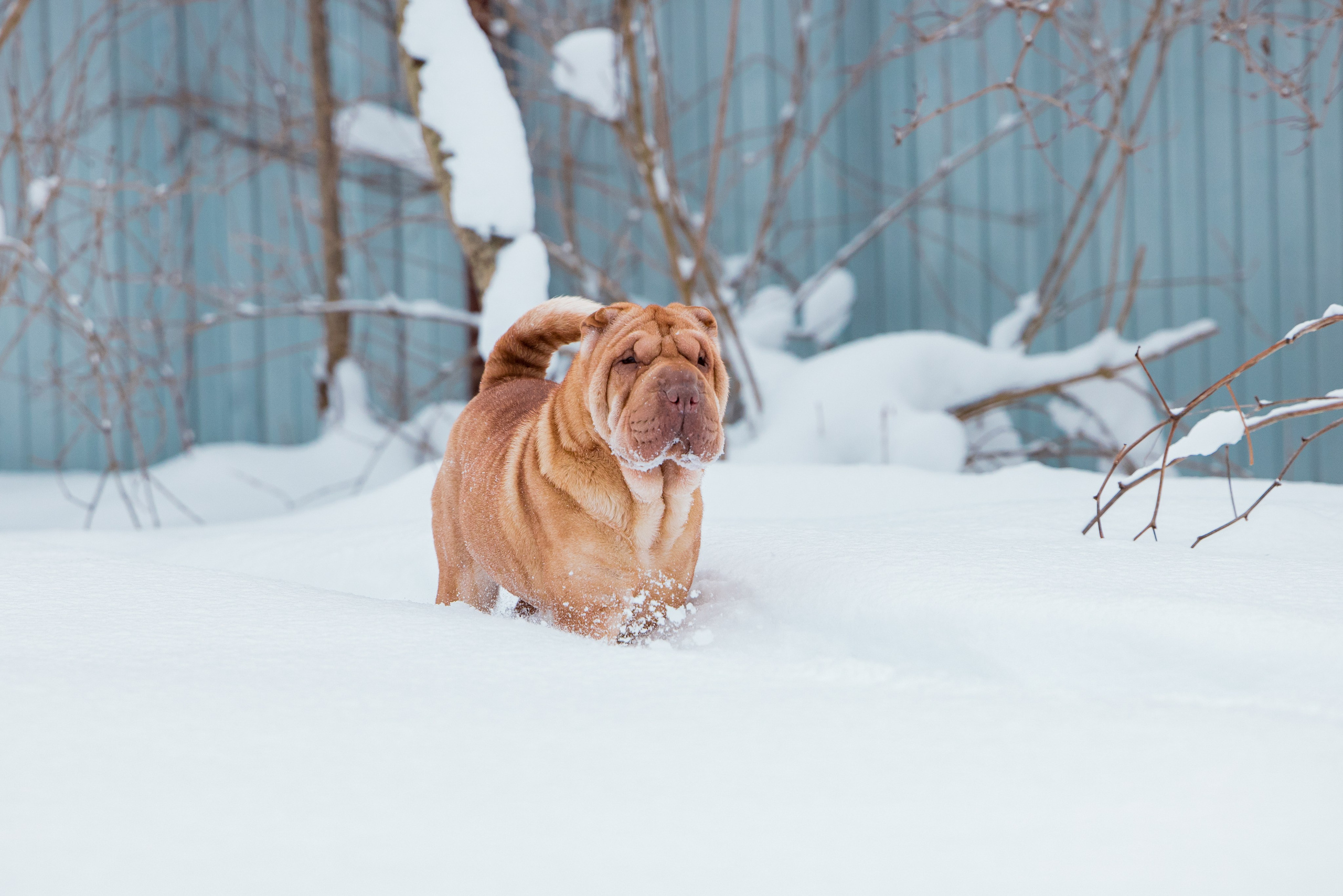 В гостях у шарпеев 16.01.2024. Фотограф-анималист Юлия Германика