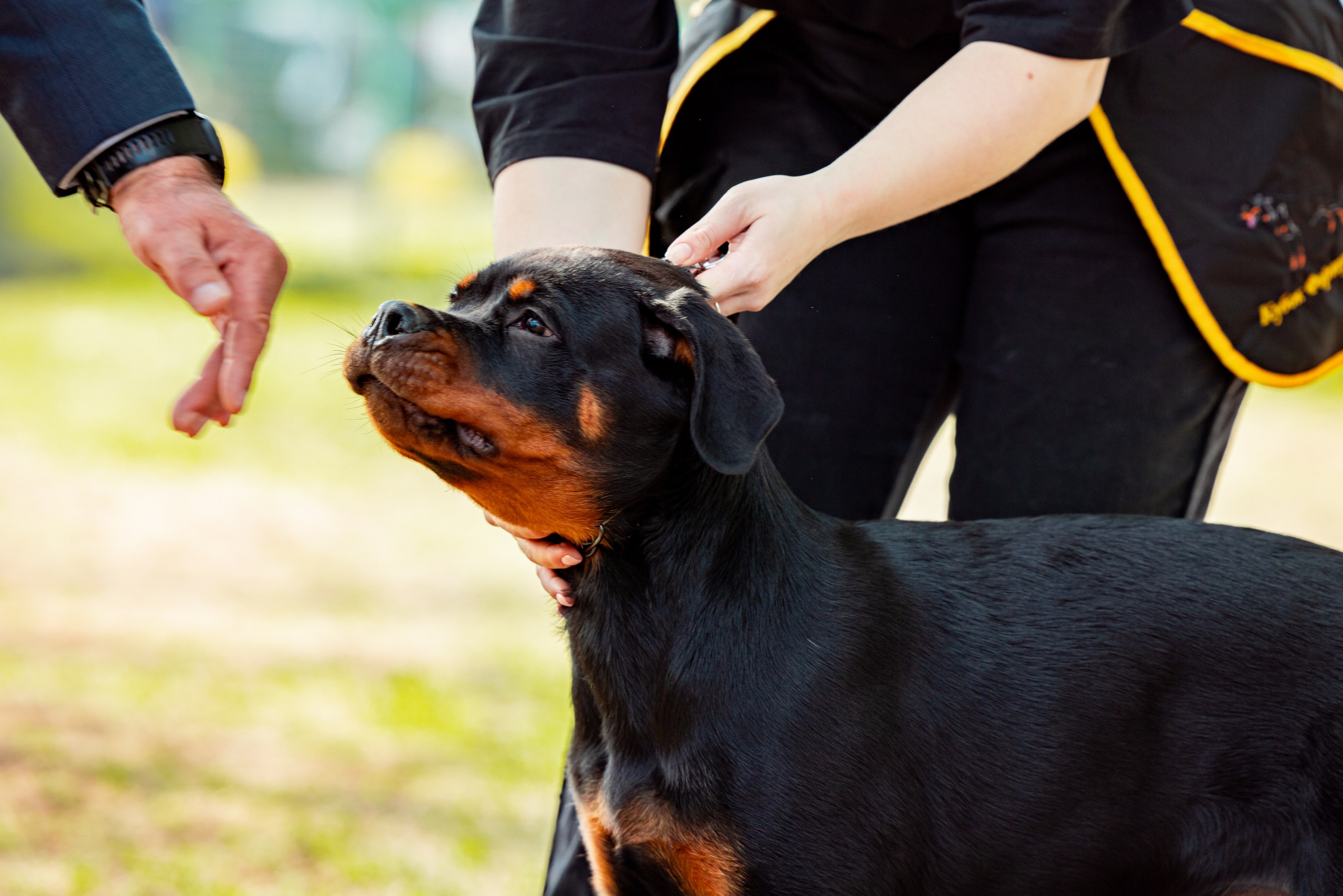 Саратов моно ротвейлеров 26-27.04.2025. Фотограф-анималист Юлия Германика