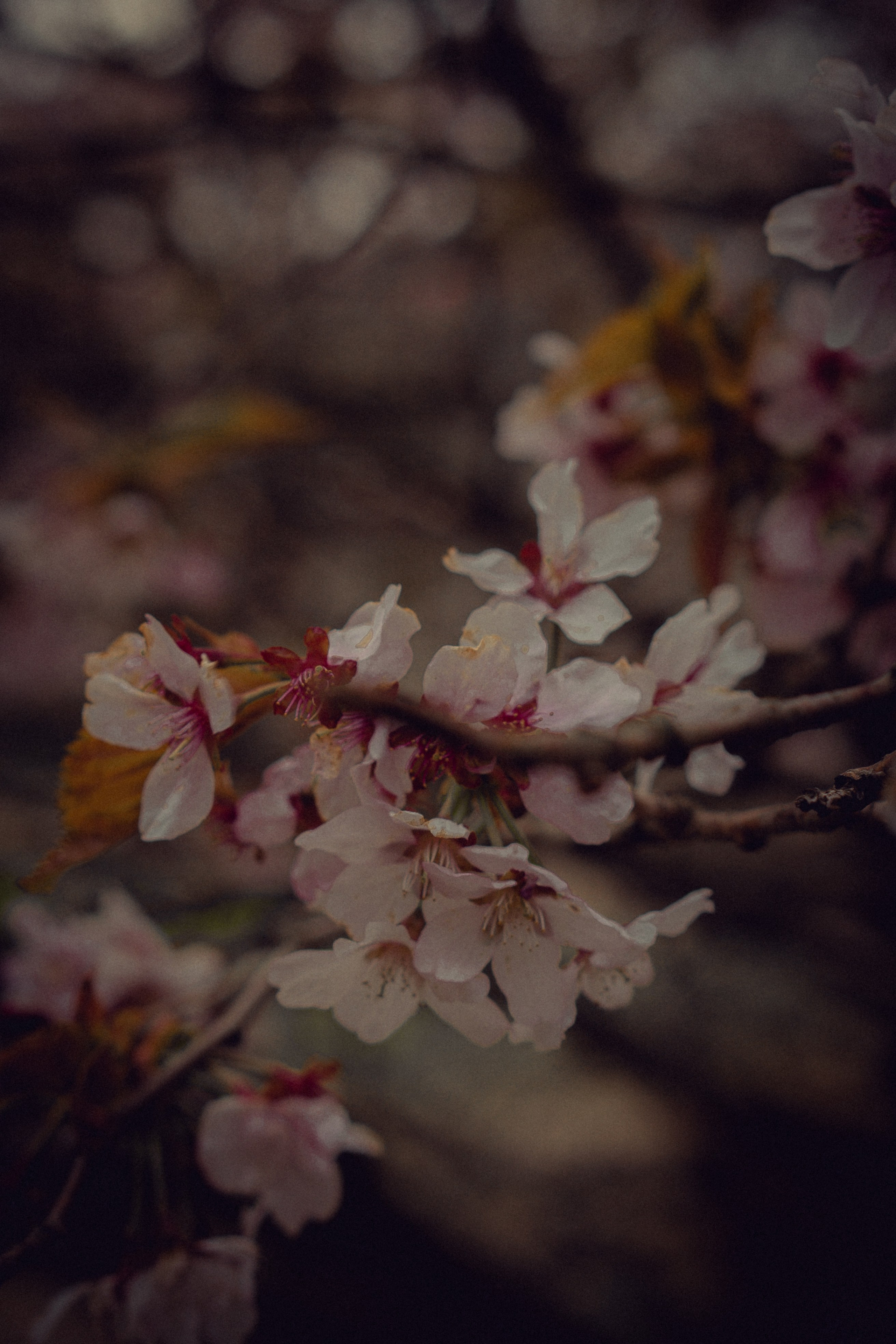 Викторианская романтика. Художественный фотограф Салаева Алина