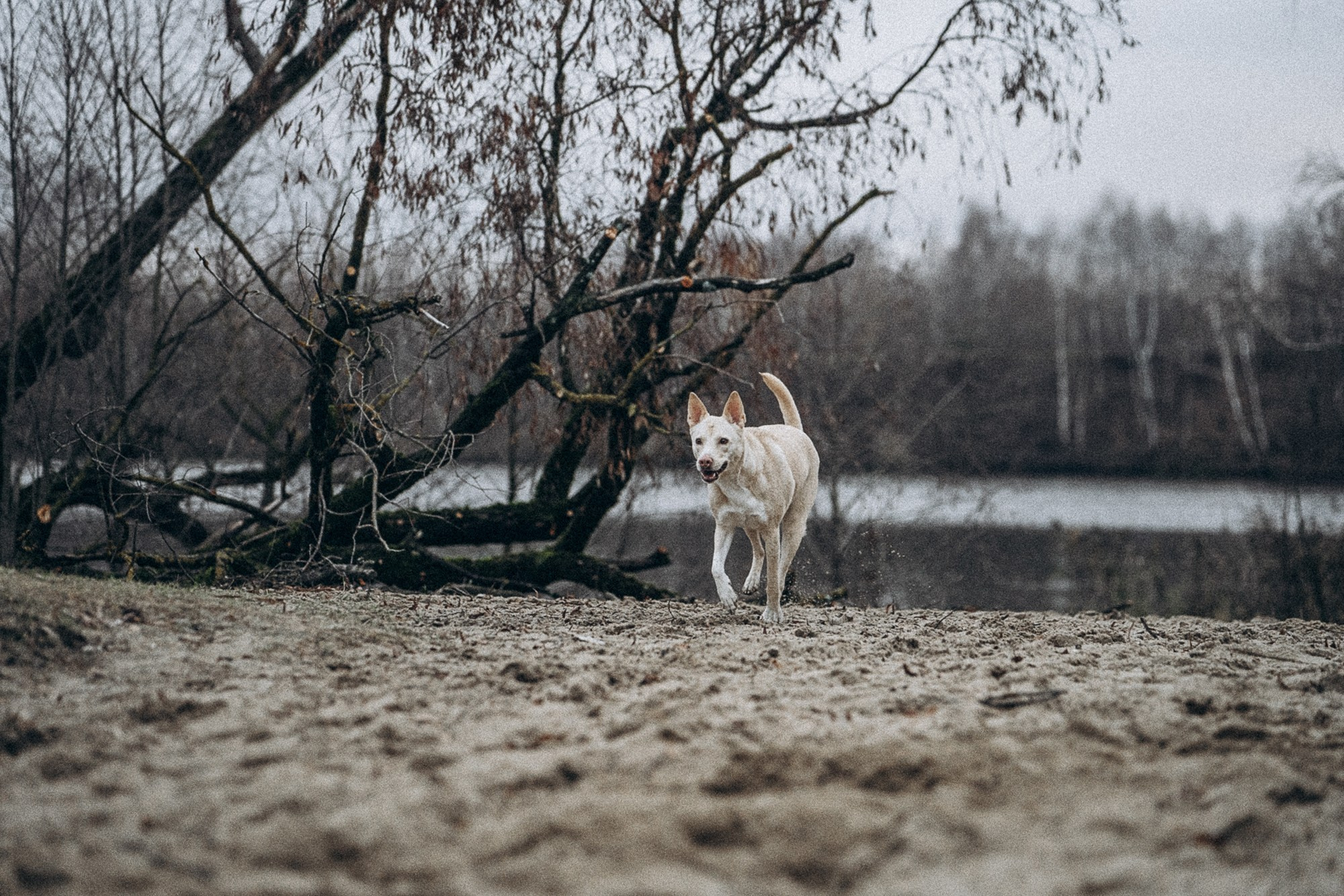 Туся. Фотограф анималист в Москве и Санкт-Петербурге Свиридова Анна