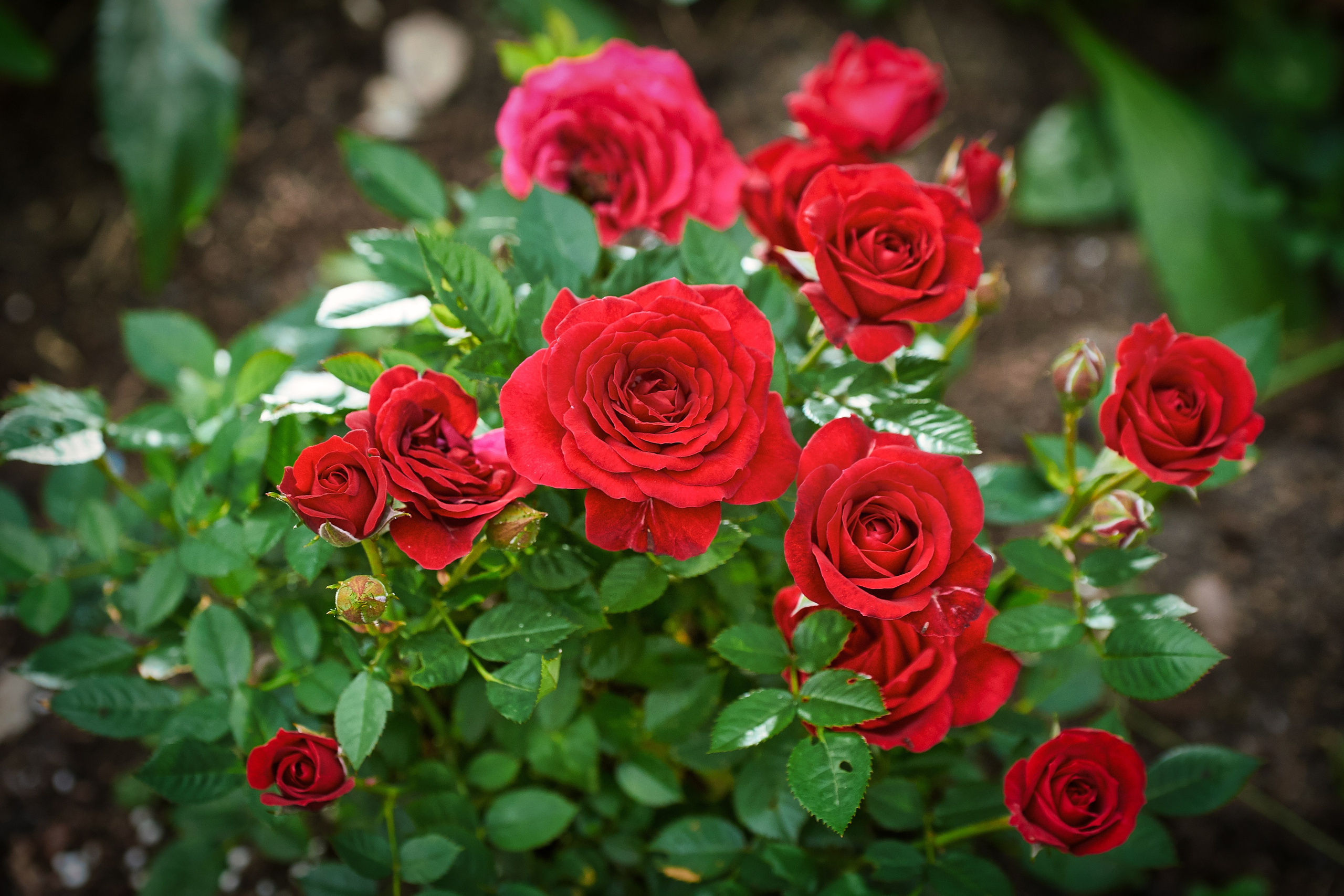 Наша мать — природа. Фотограф Владимир Артамонов