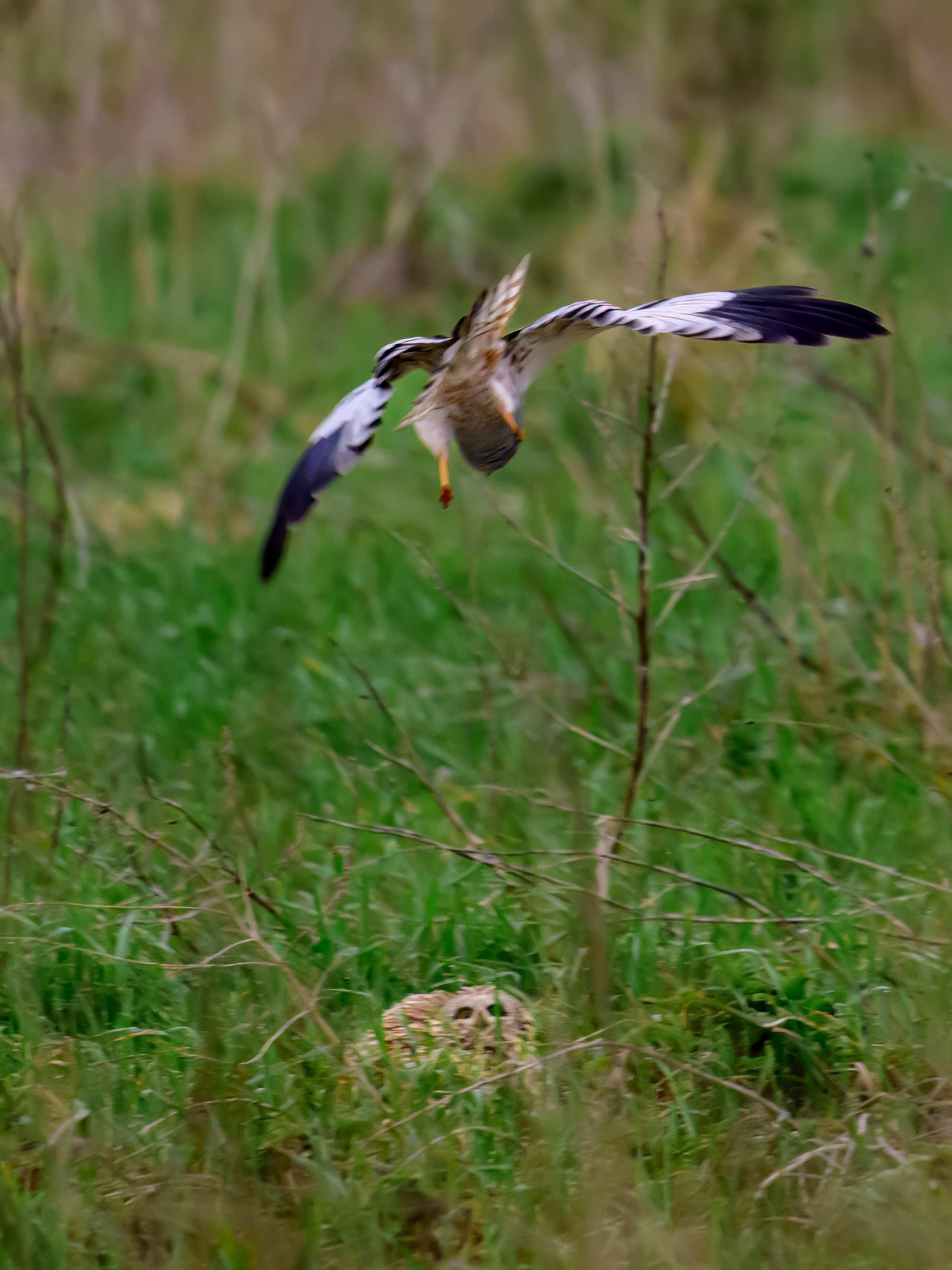 Лунь атакует сову. Wildlife photography by Sergey Puponin
