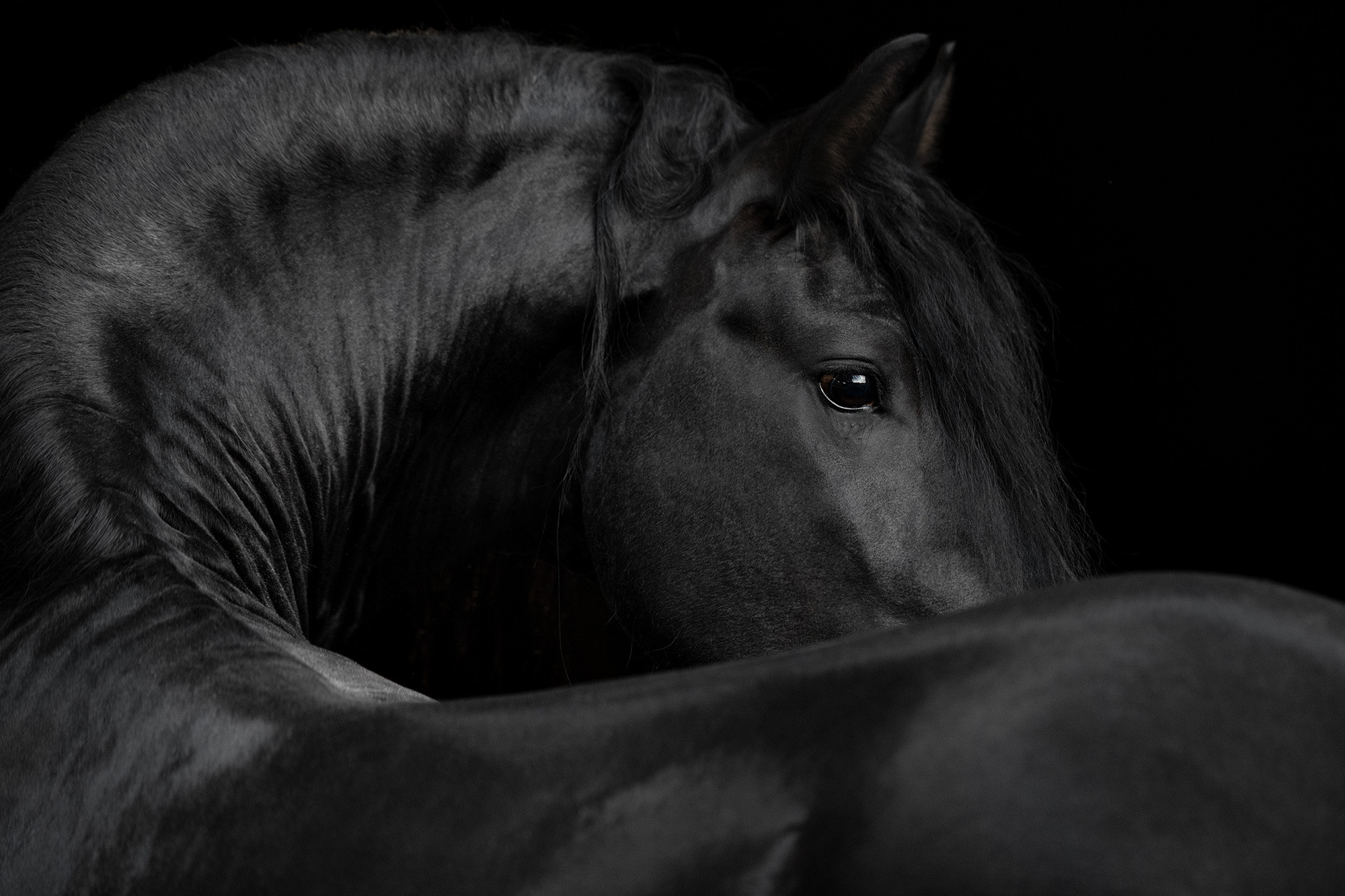 Лошади. Фотограф Анастасия Ветковская, Москва