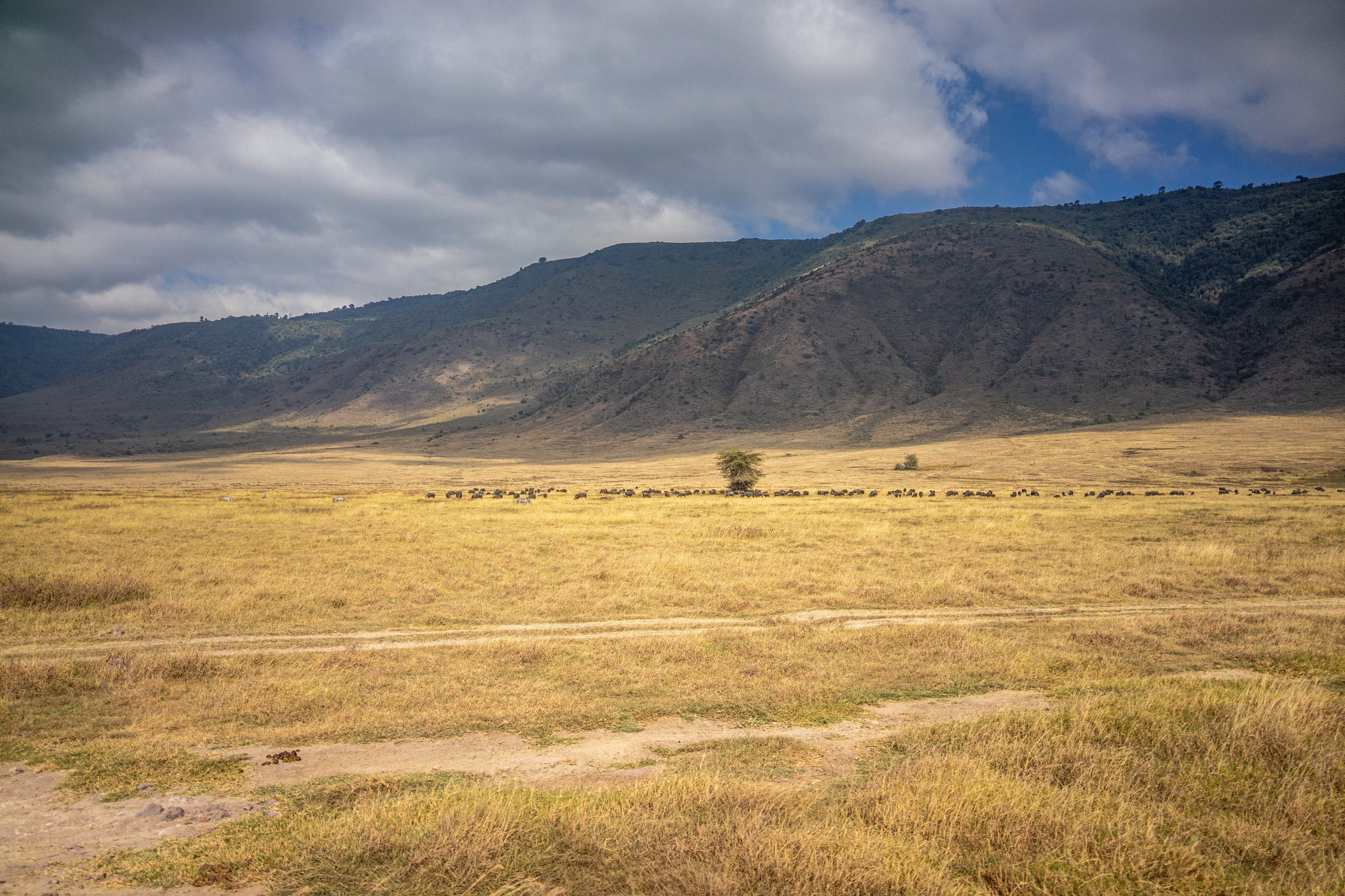 Танзания, сафари, 2025. Творческие сьемки