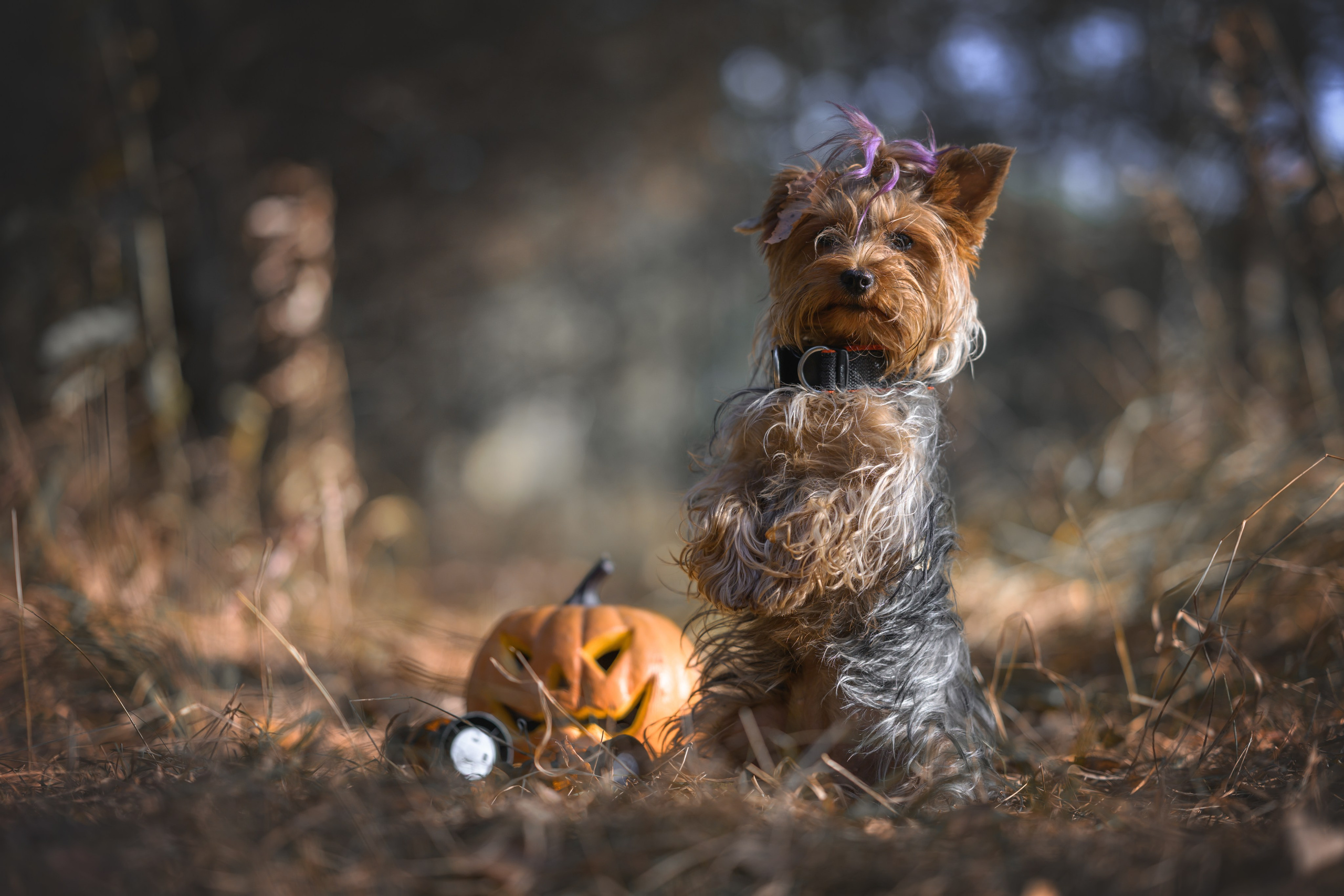 Хэллоуин. Фотограф Анималист в Москве Анастасия Жучкова
