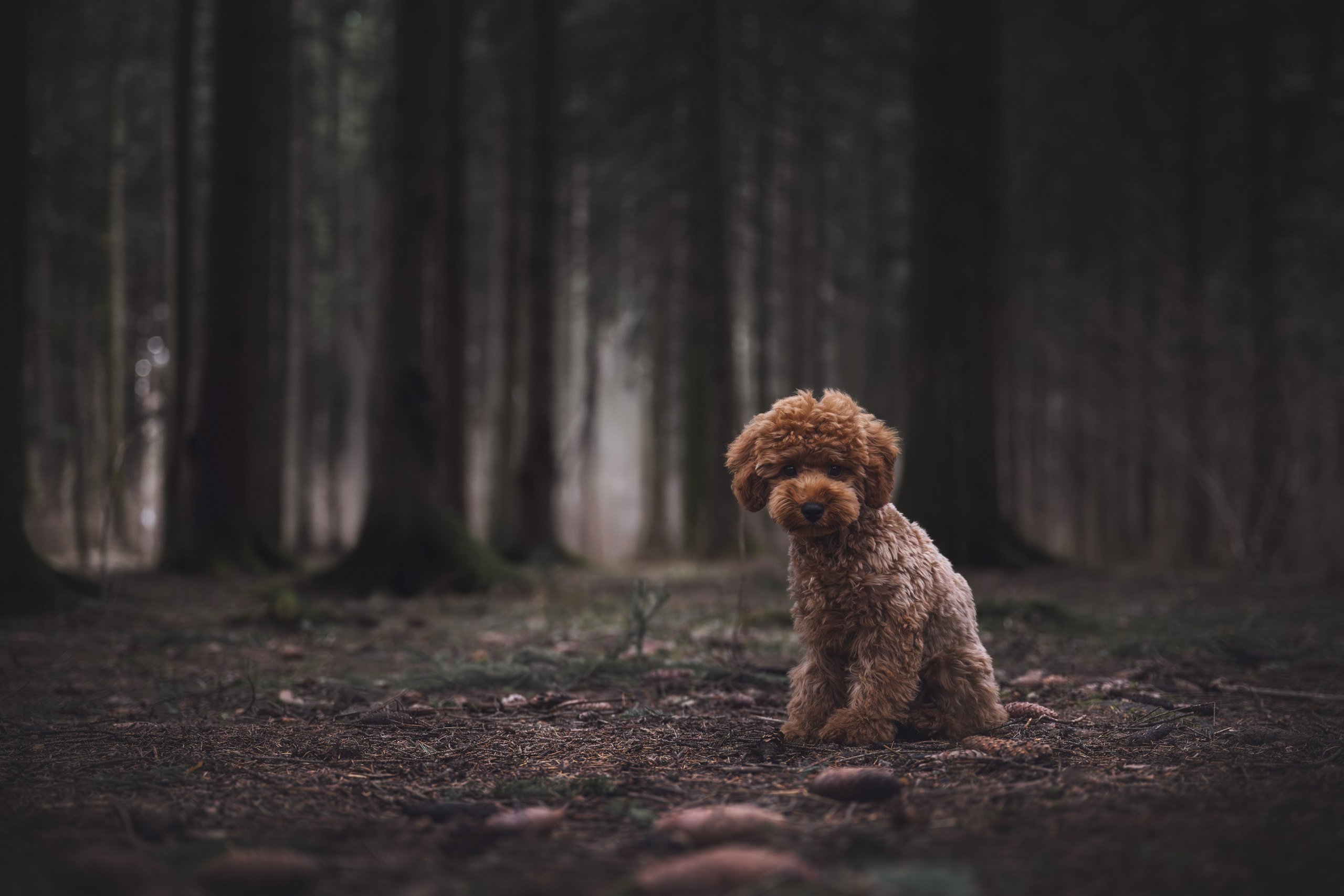 Пудель в лесу. Фотограф Анималист в Москве Анастасия Жучкова