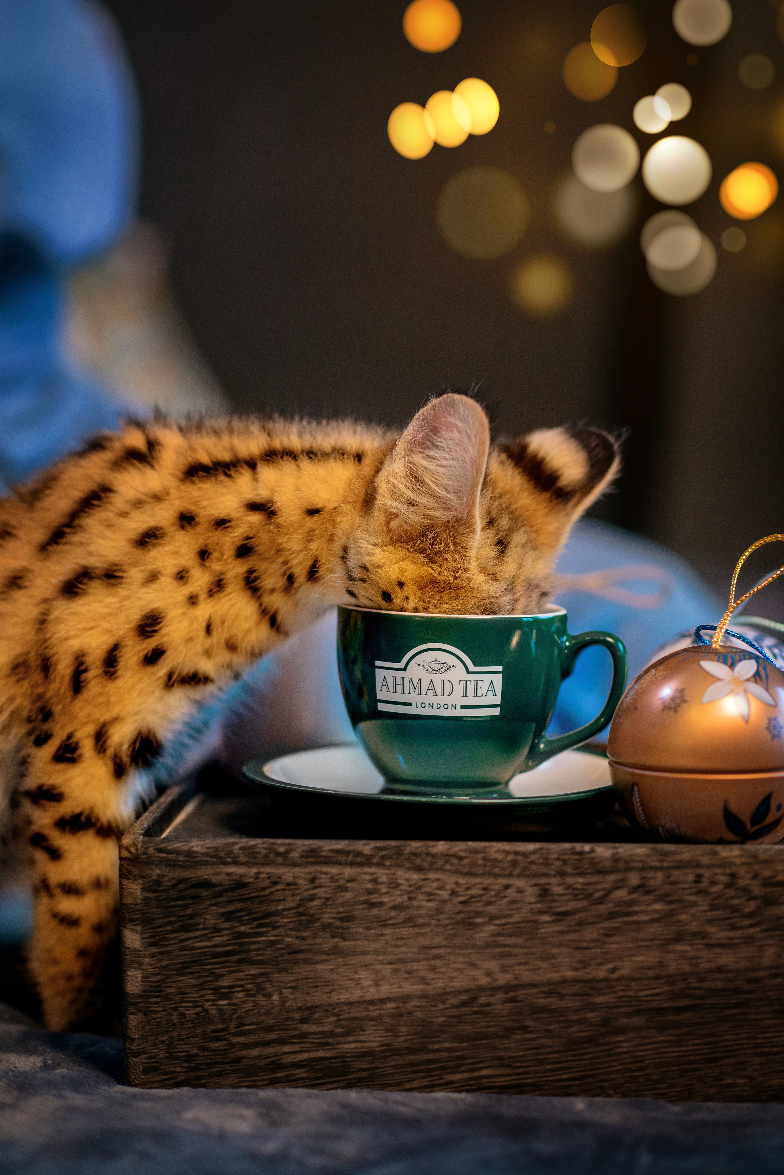 Каталоги и Реклама. Елена Северина фотограф, Алматы: репортаж (спорт, концерты, конференции), предметная и фуд-съёмка, портреты, каталоги, фэшн, ретушь