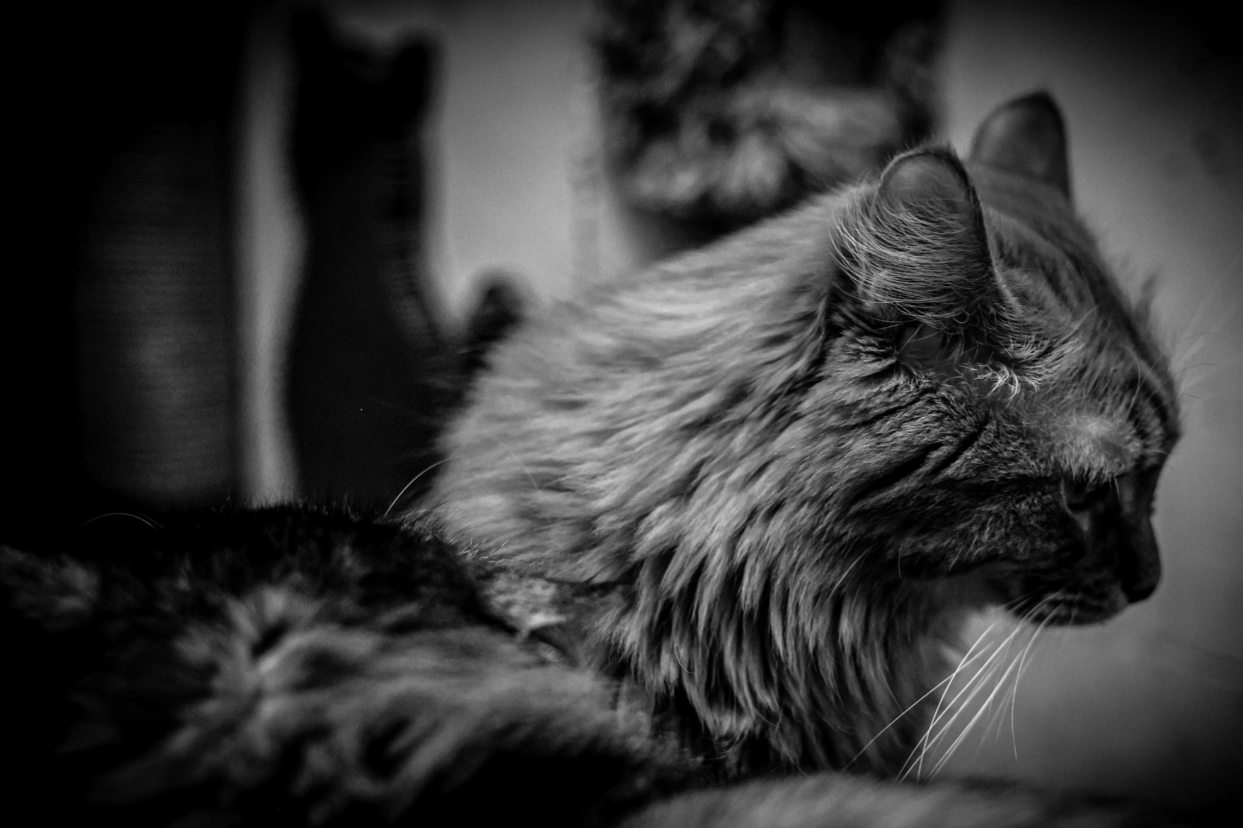 МУР КОША. Ekaterina Ageeva