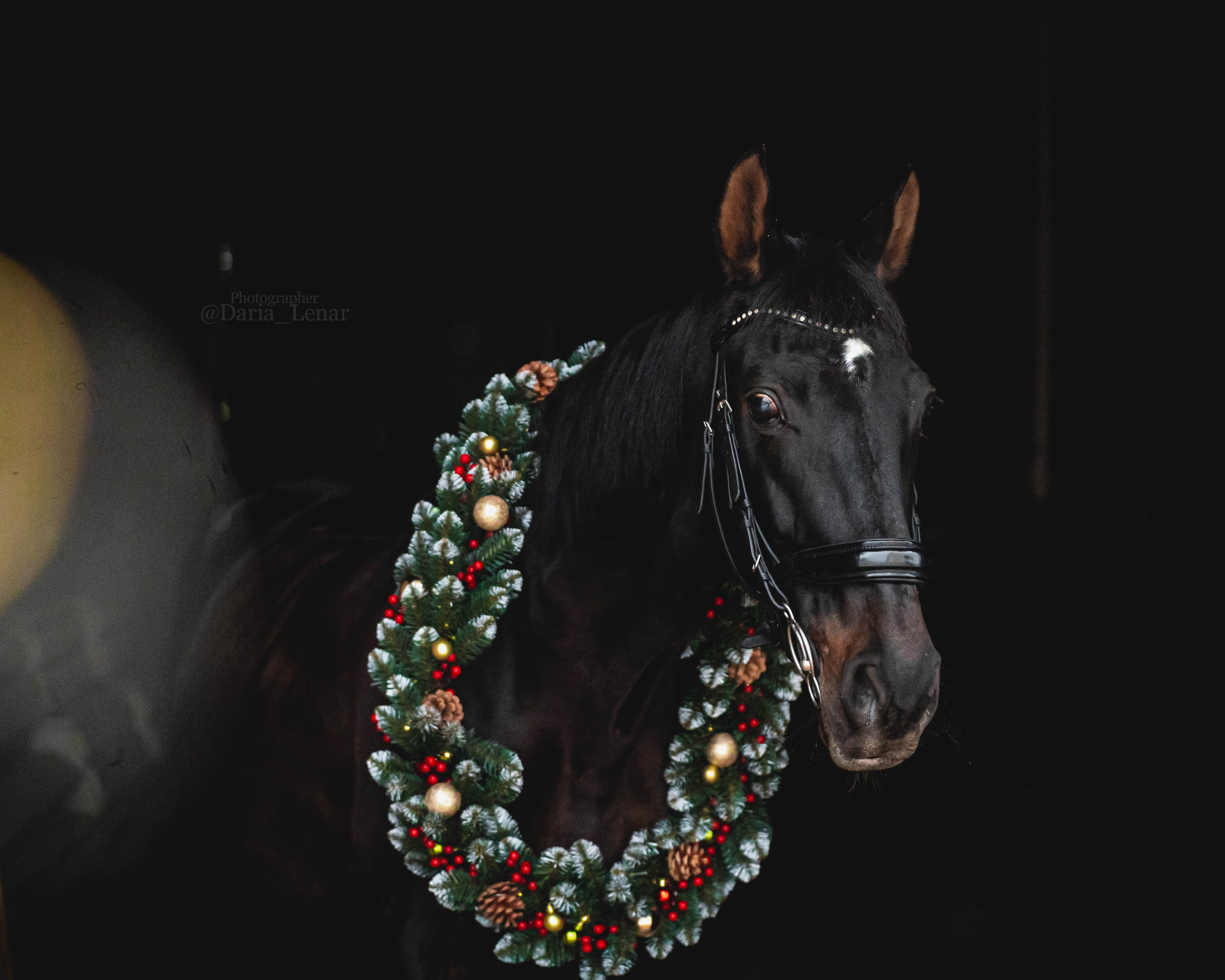 Новогодний венок. Фотограф в Москве Ленарская Дарья